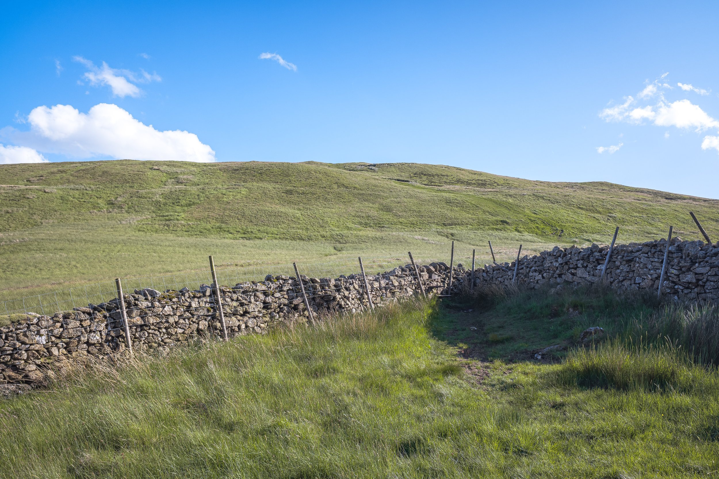 Wall and Summit | Sallows