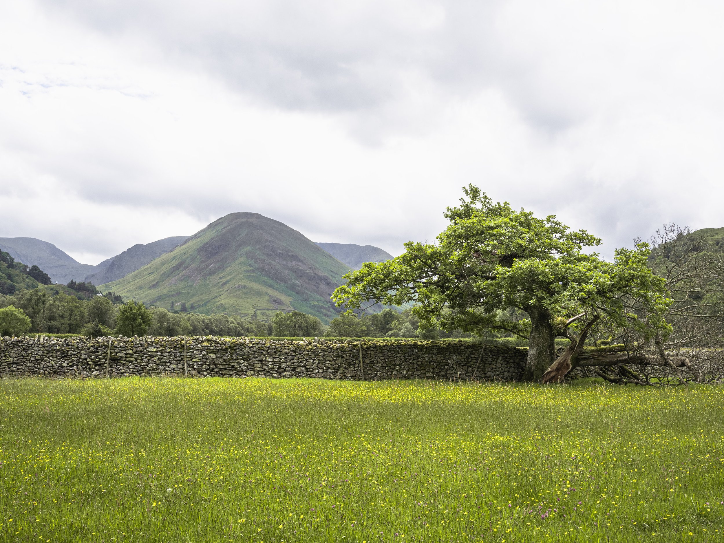 Summer Field View | Hartsop Dodd
