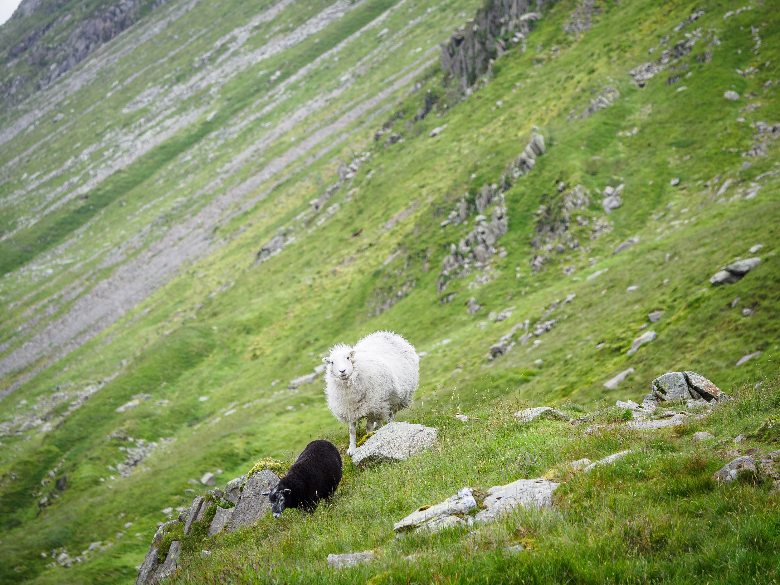 Run Away Mum | St. Sunday Crag