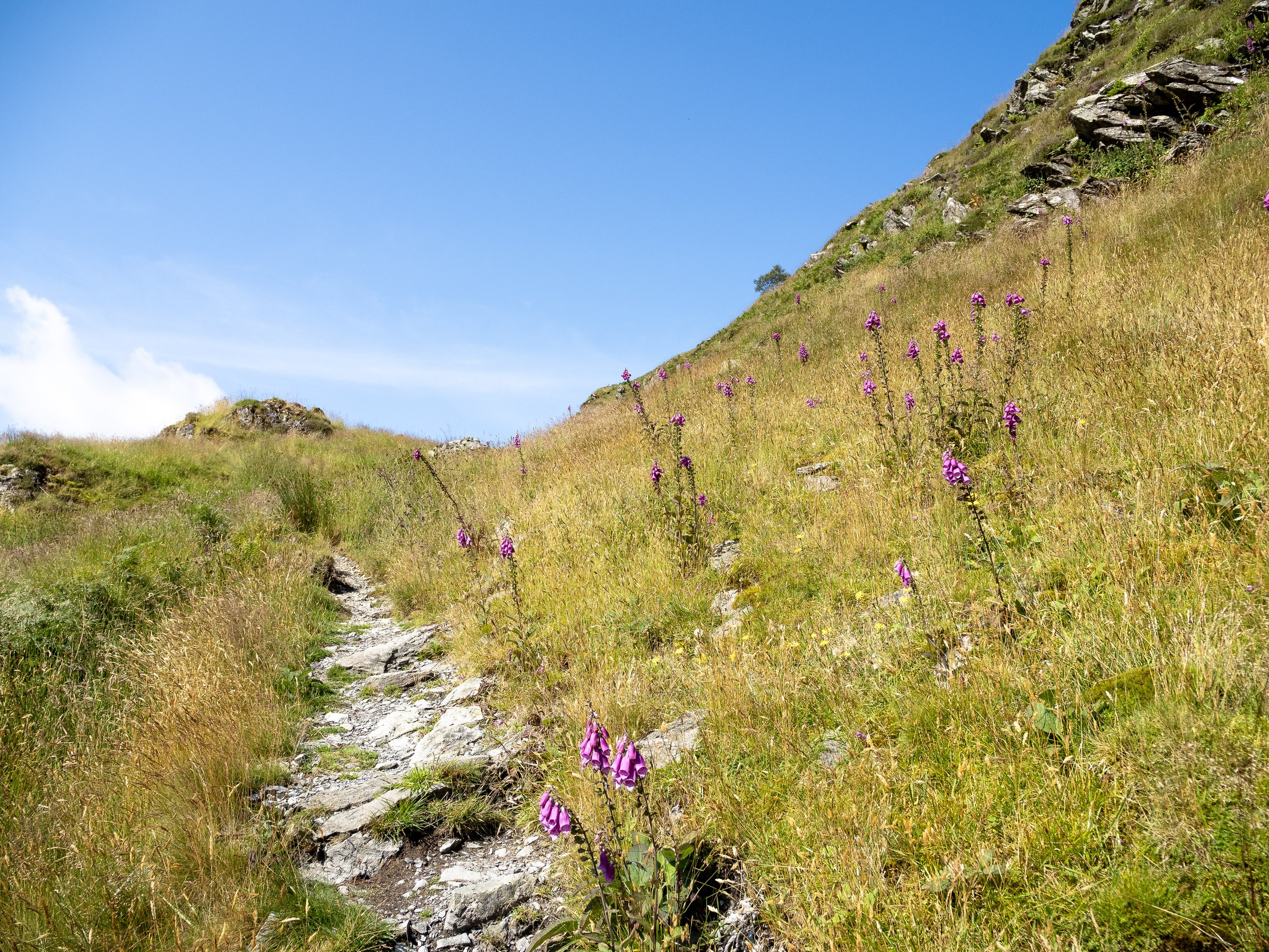 Gentle Path From Haweswater in Mid-Summer | High Street