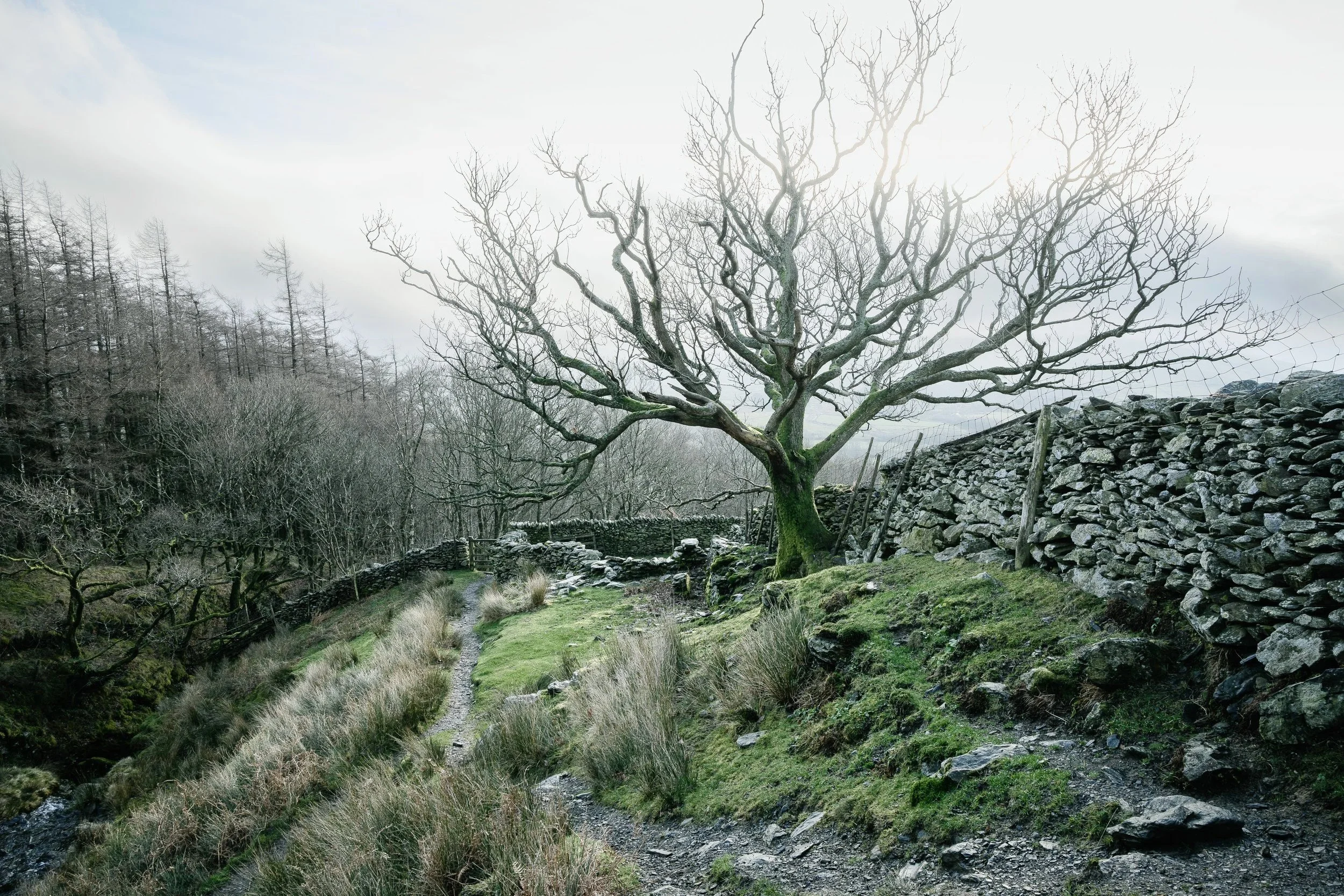 Lone Tree at Fell Foot | Blencathra