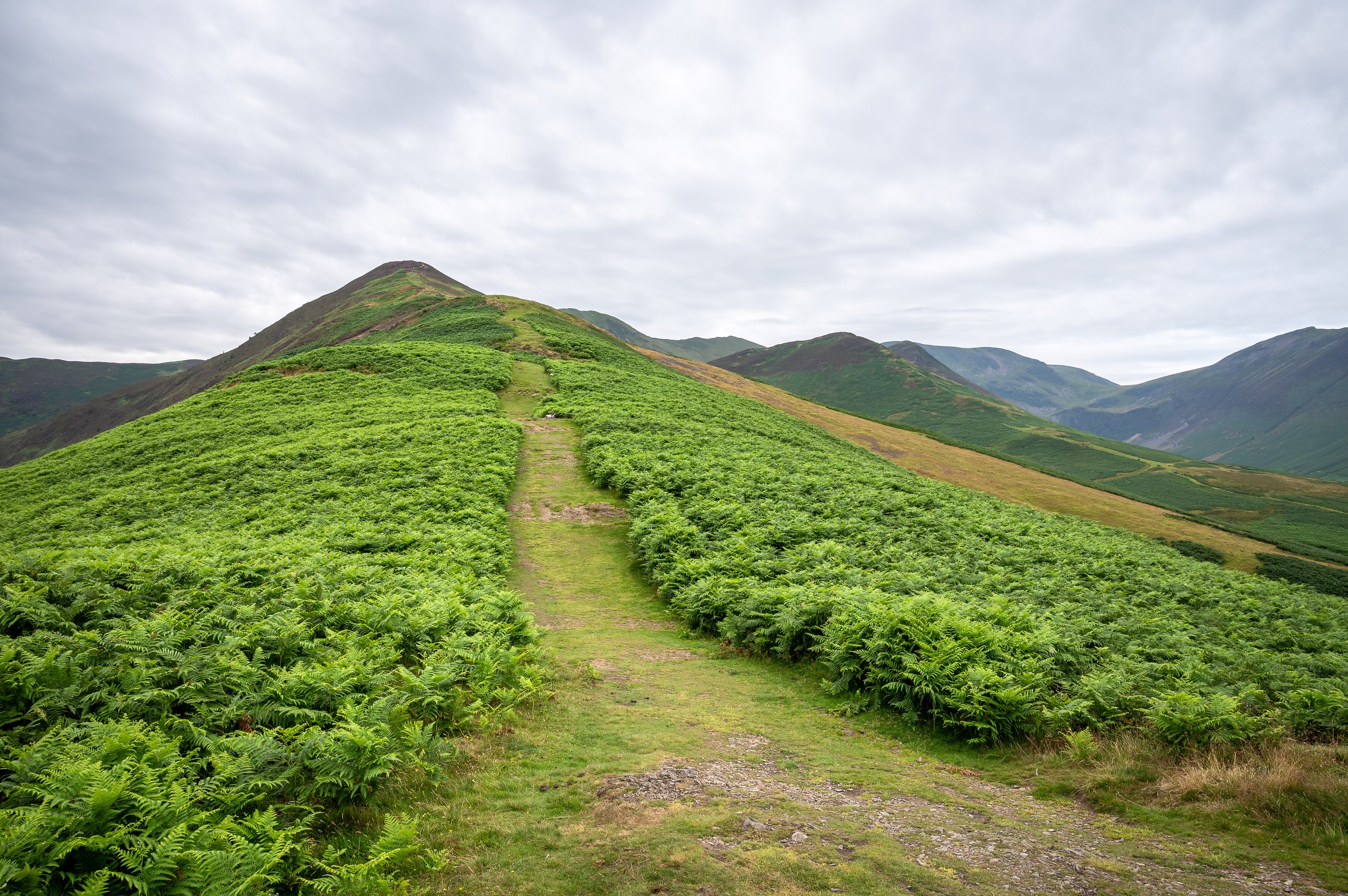 Morning Path Through the Heather | Barrow