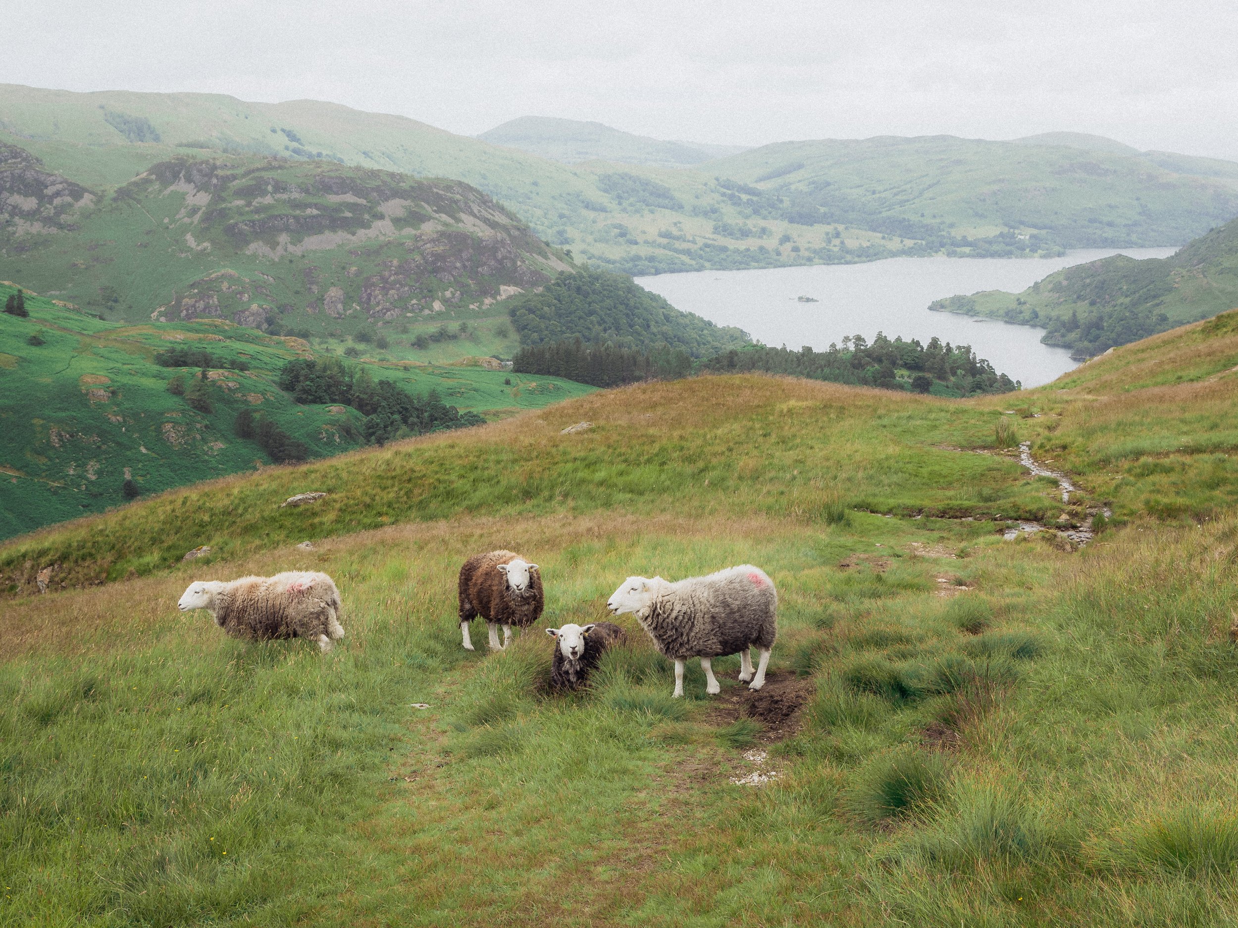 Morning Sheep in the East | St. Sunday Crag