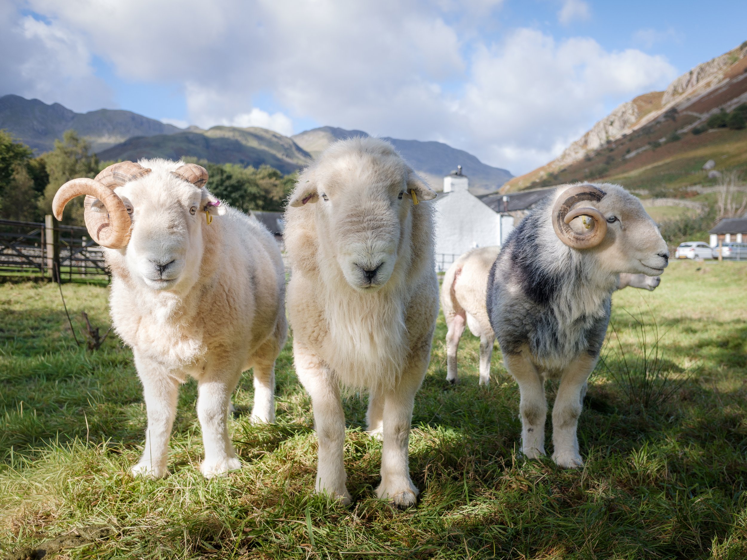 5a. Herdwicks close to ODG.jpg