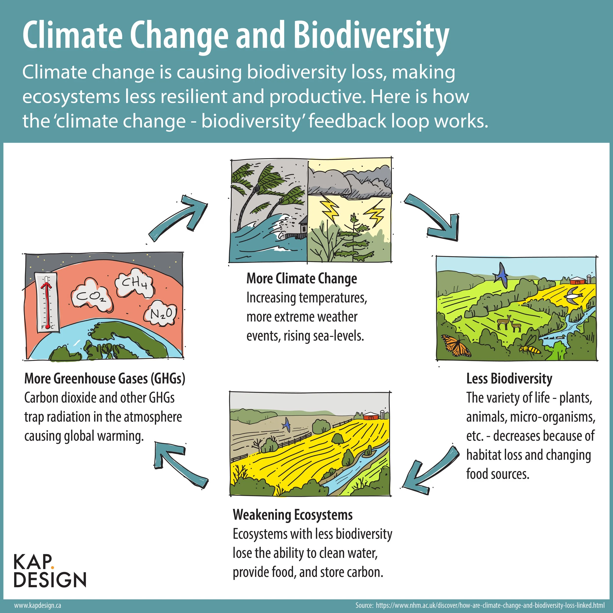 Climate-Change-Biodiversity-Loop-KAPdesign.jpg