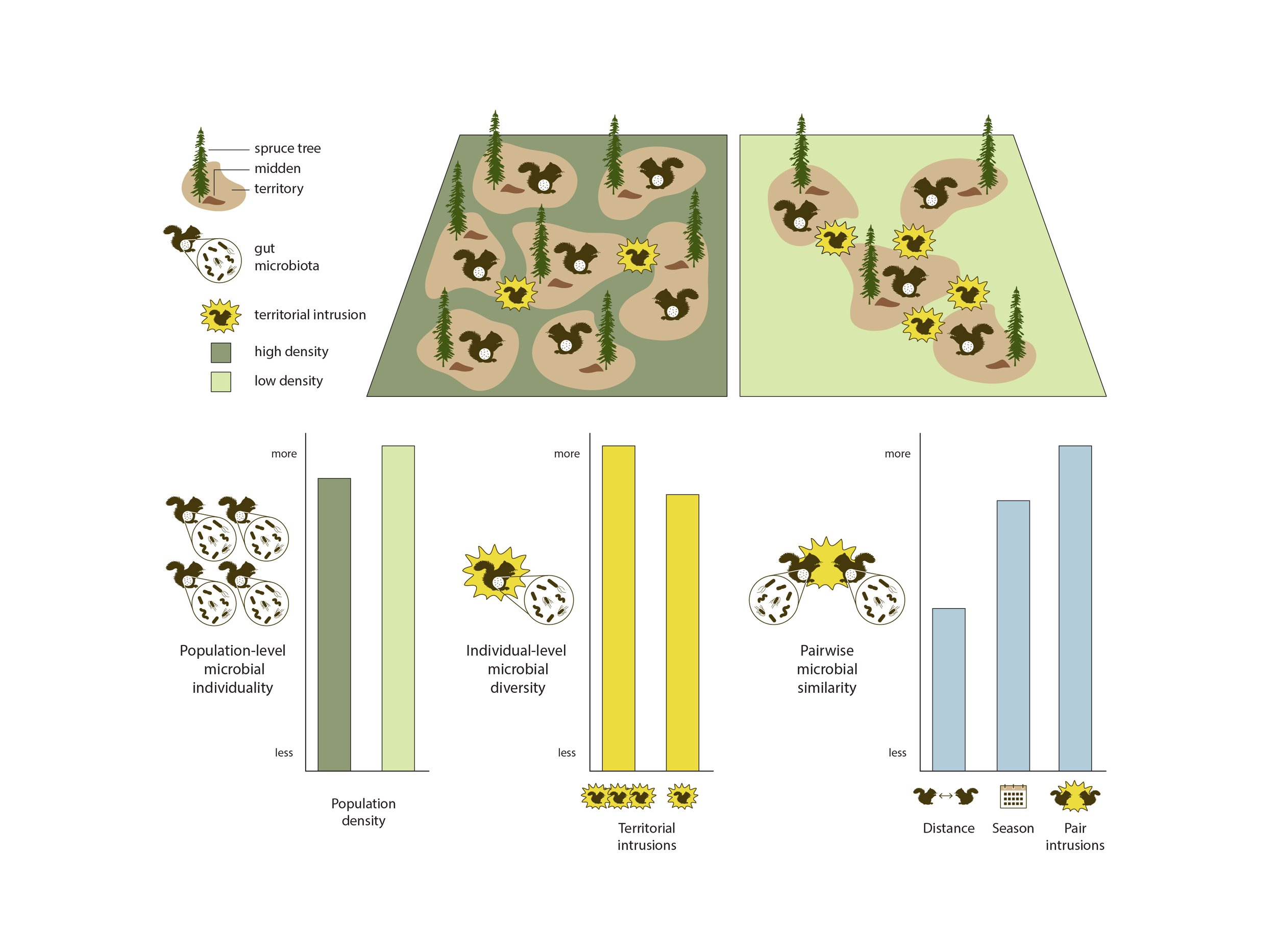Petrullo, L., Q. Webber, A. Raulo, et al. 2025. “ Social Microbial Transmission in a Solitary Mammal.” Ecology Letters 28, no. 8: e70186. https://doi.org/10.1111/ele.70186.