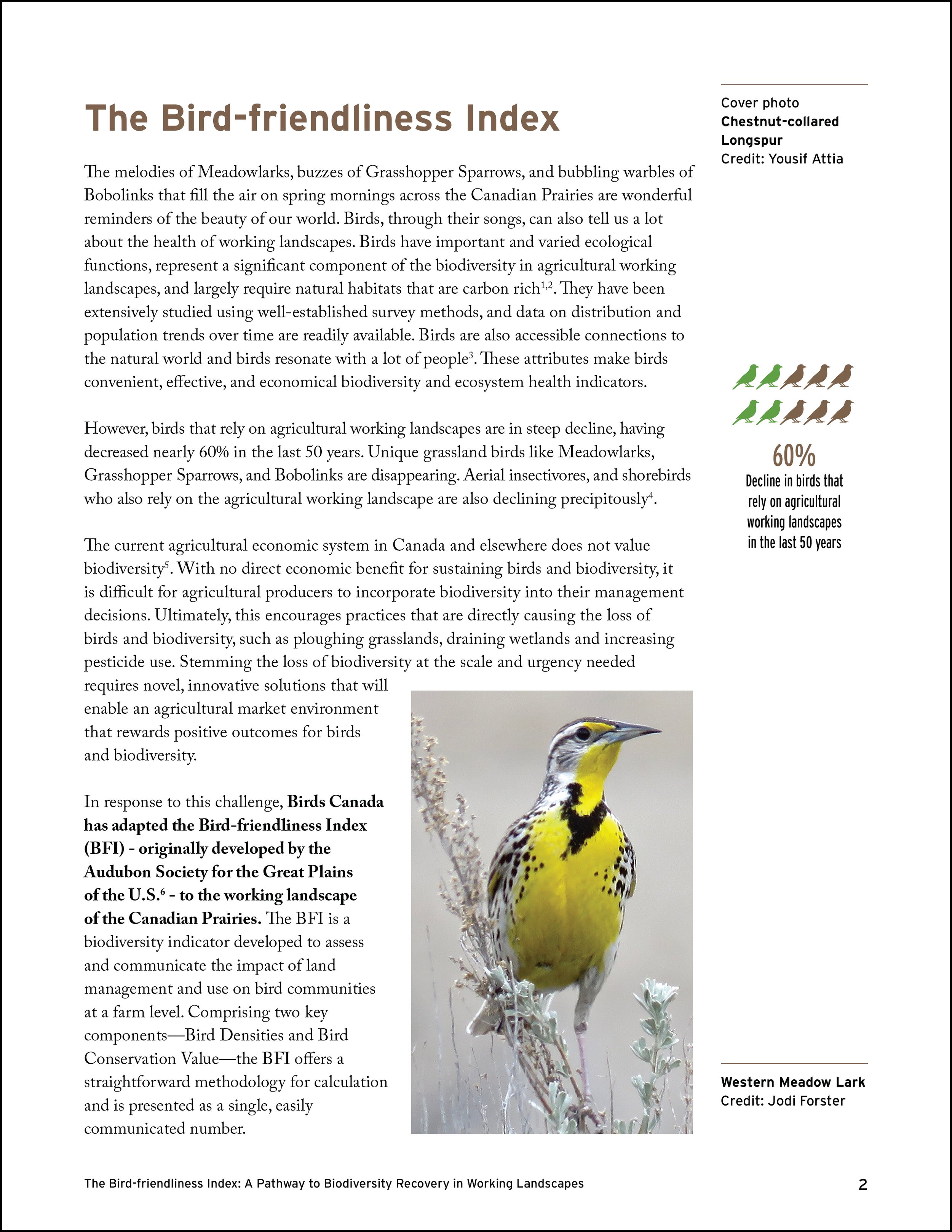 BirdsCanada-BFI-report-p2-KAPdesign.jpg