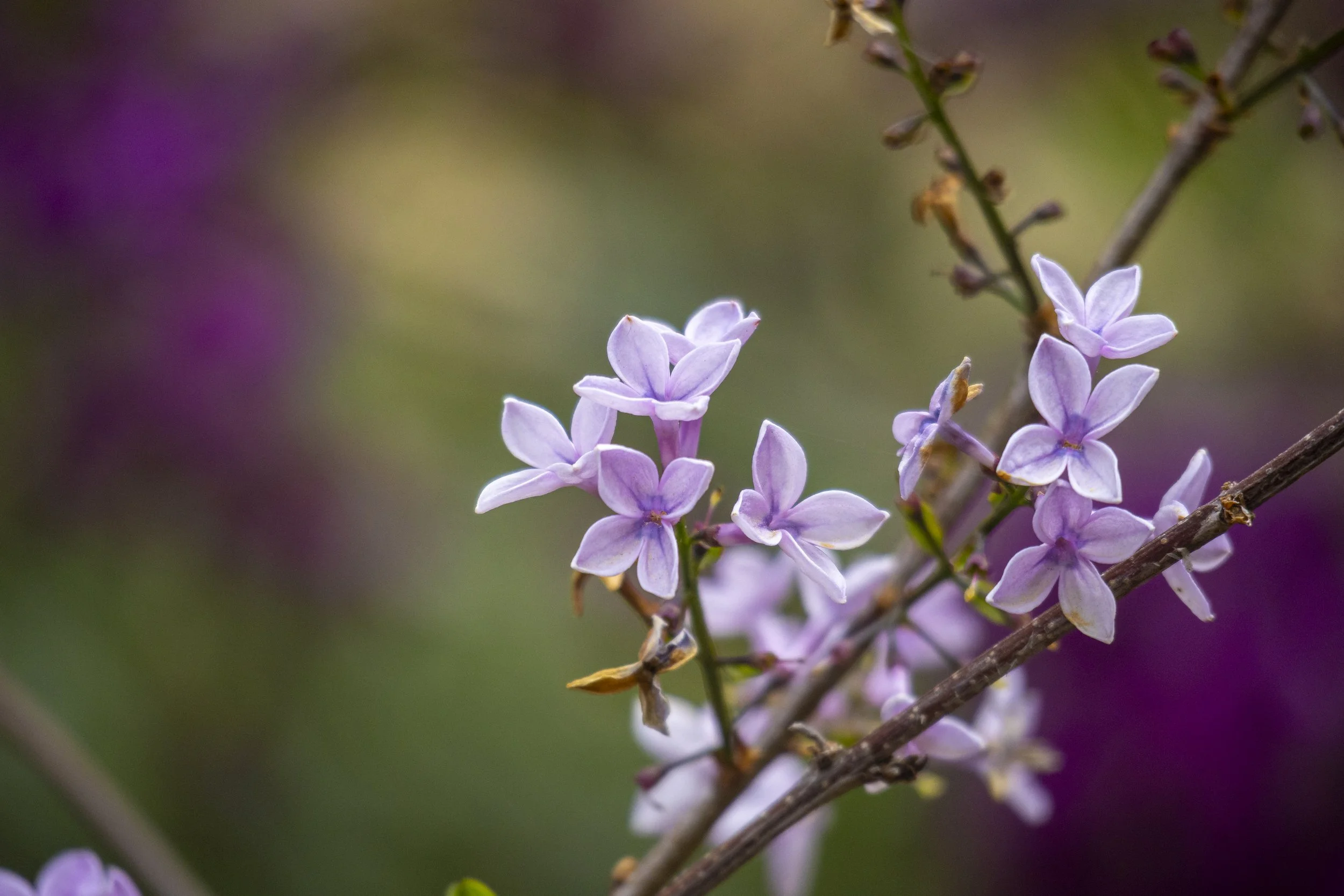 _MG_6837.jpg