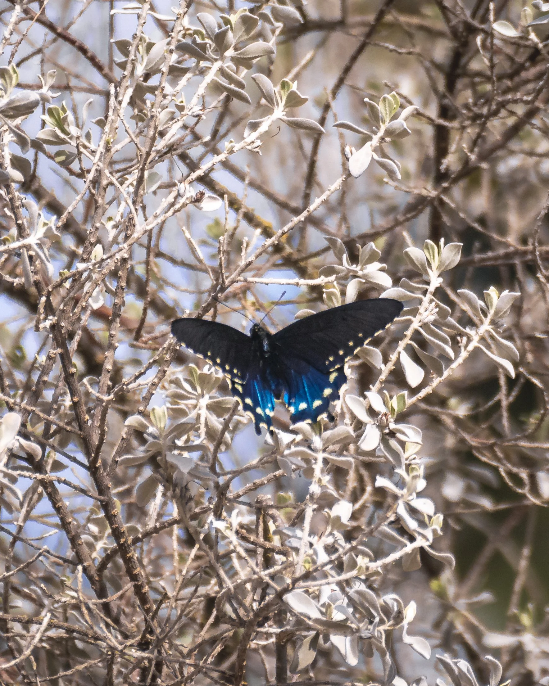 _MG_6830.jpg