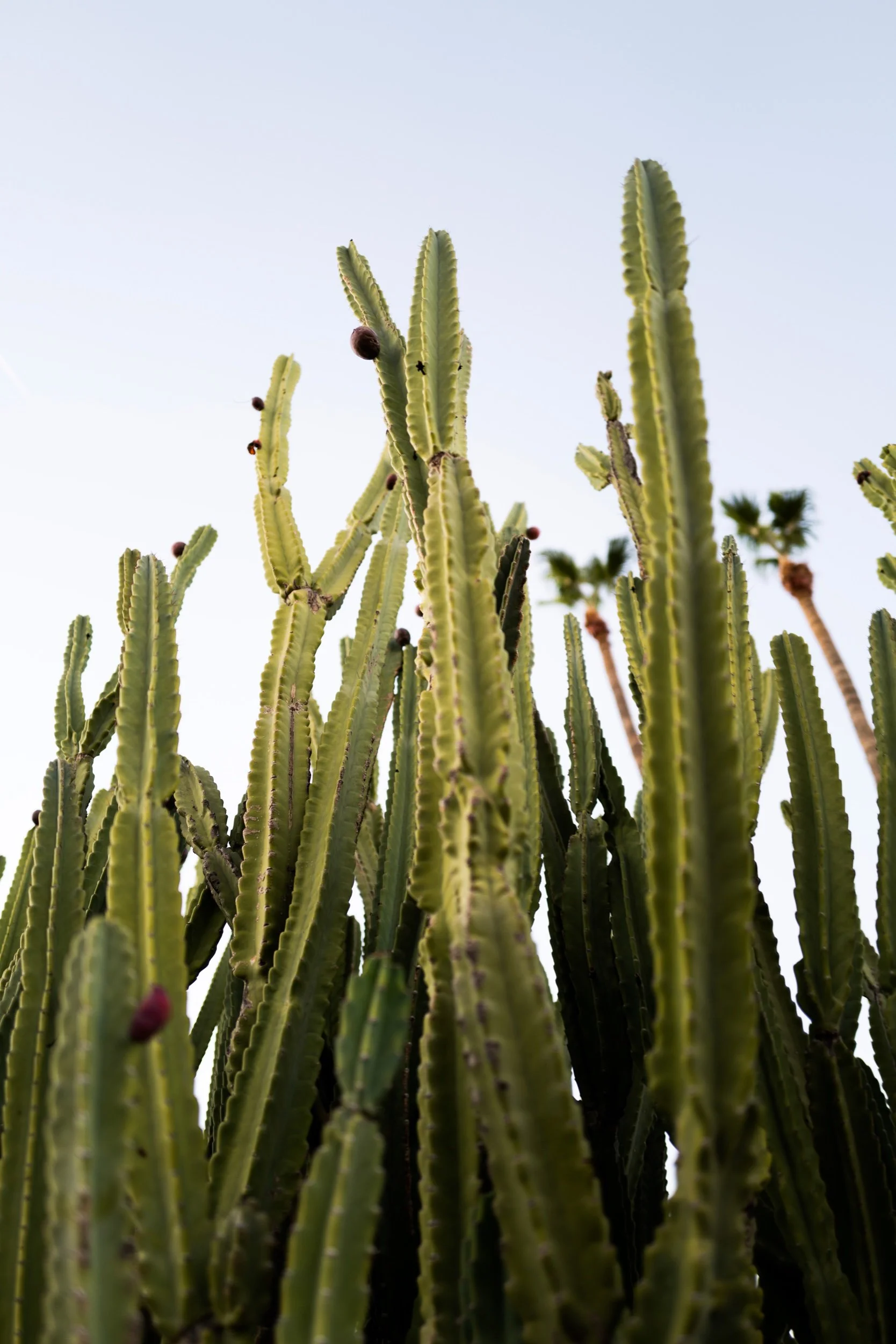 Phoenix, AZ. - #2.