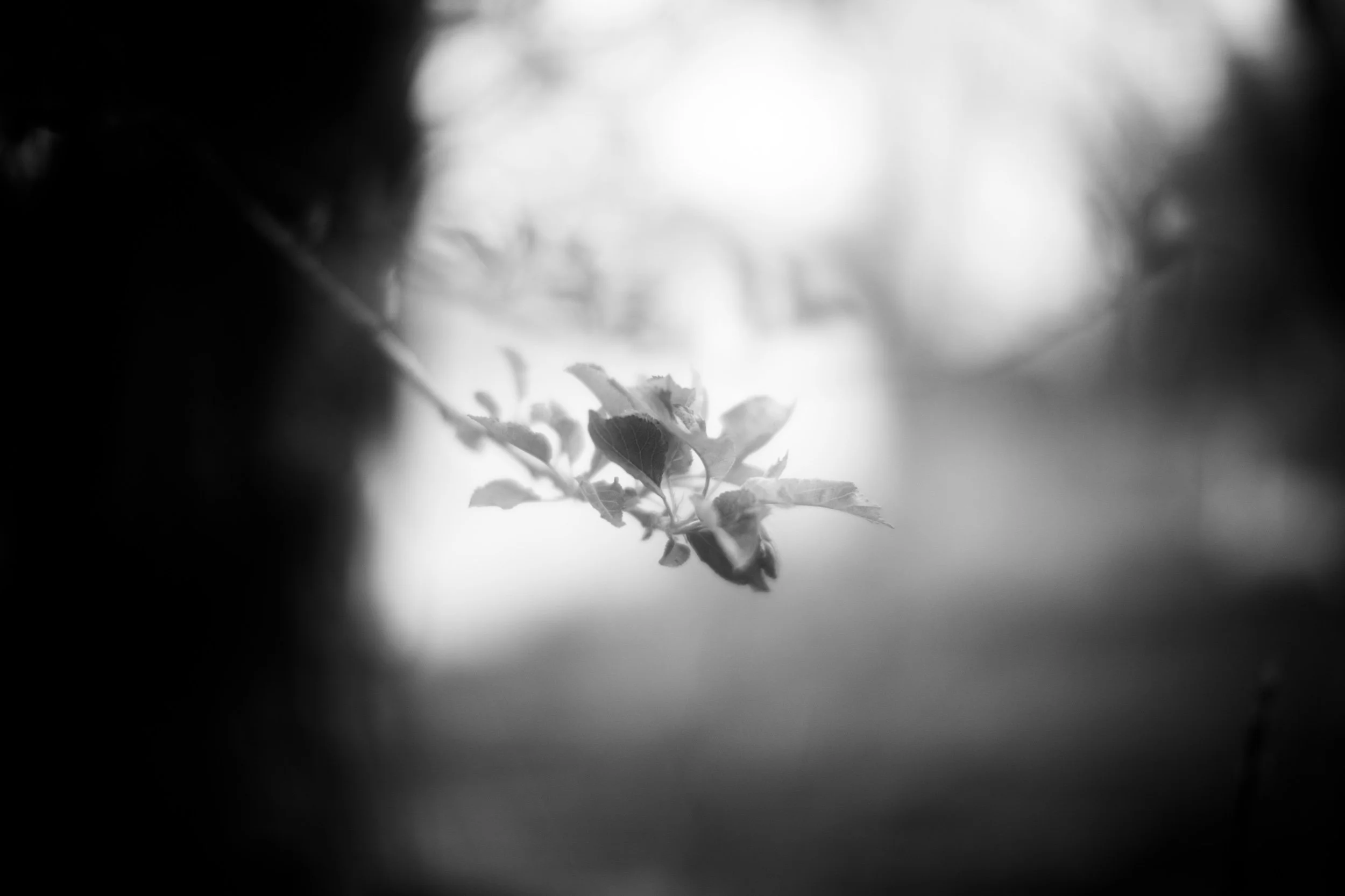 Leaf. - #1.