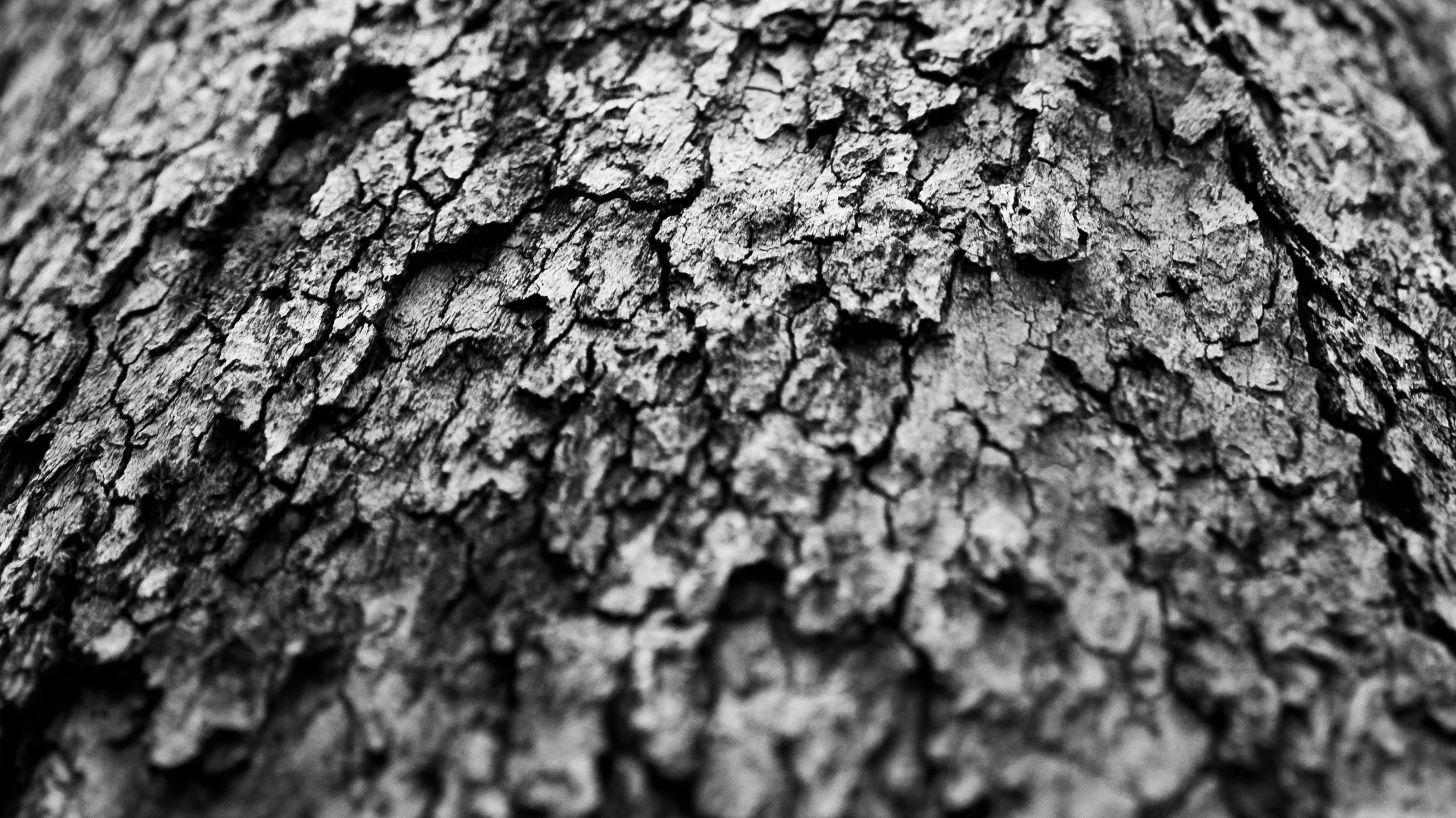 Bark. - #1.