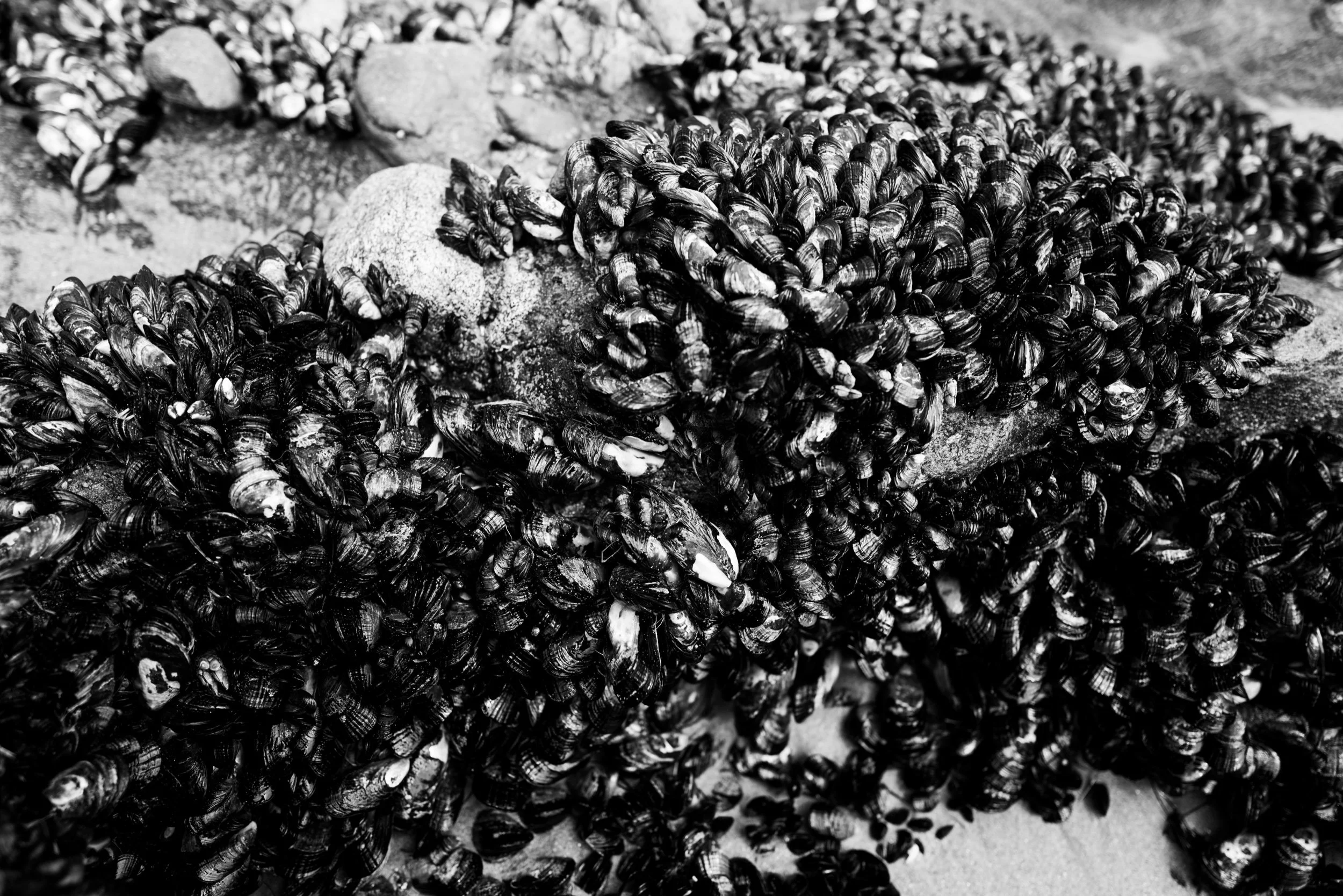 Barnacles.
