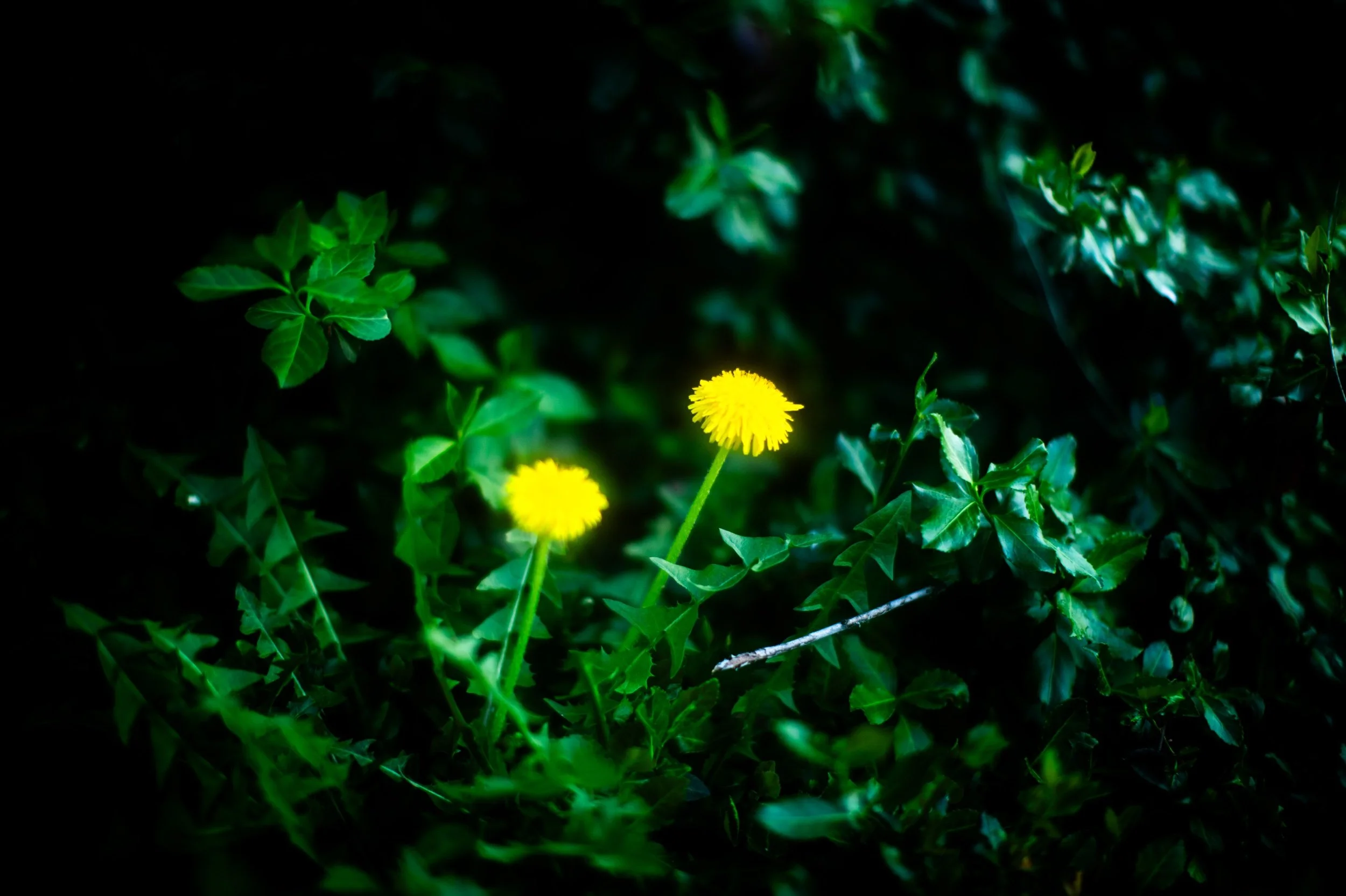 _A5A0762.jpeg