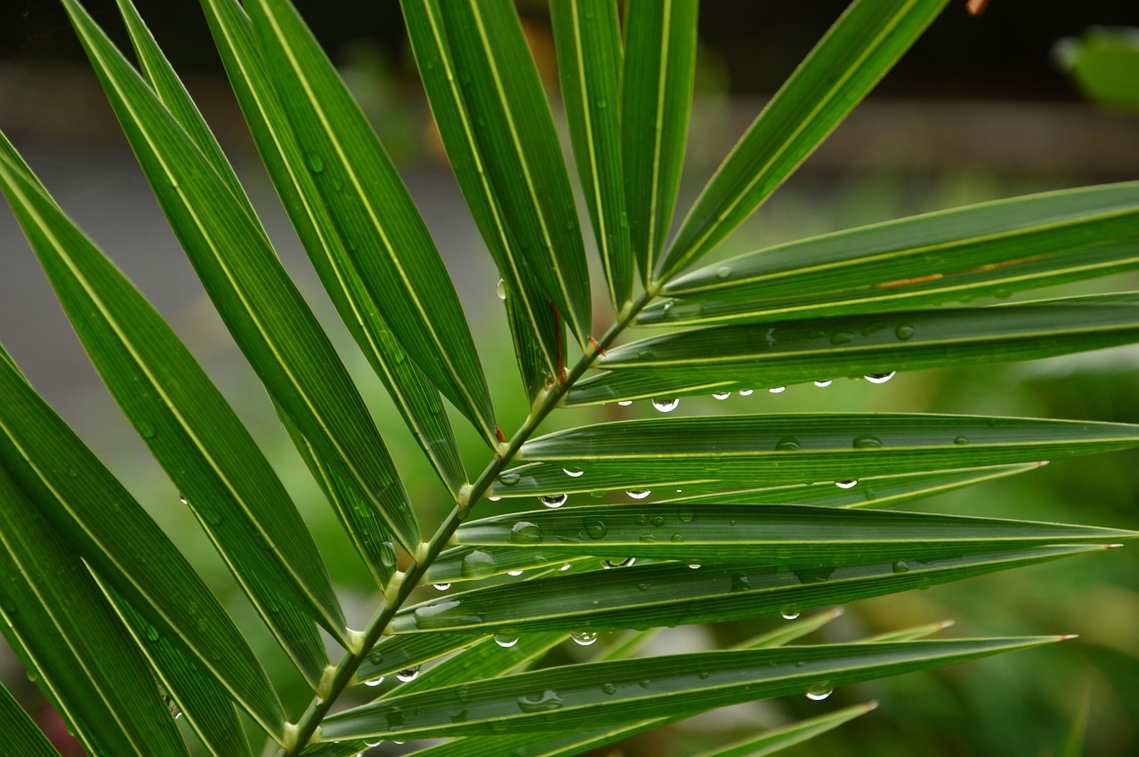 Heart, Soul, Mind, Strength: Experiments In Lent - Part 6 // Palm Sunday March: called to celebrate