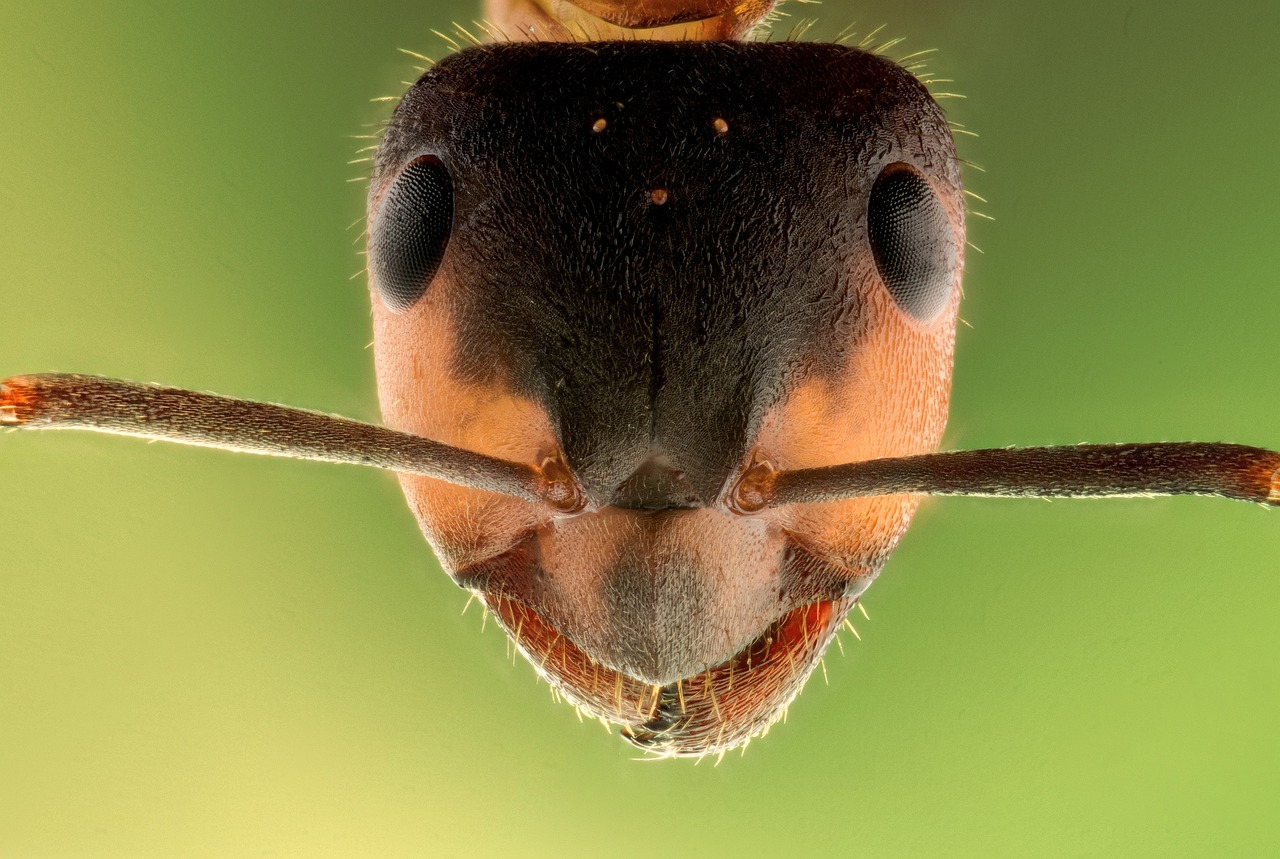 More Beautiful Than We Imagined:&nbsp;paying attention to the width and wonder of the Bible // Part 4 // "God of the Creepy Crawlies? Consider the Ants