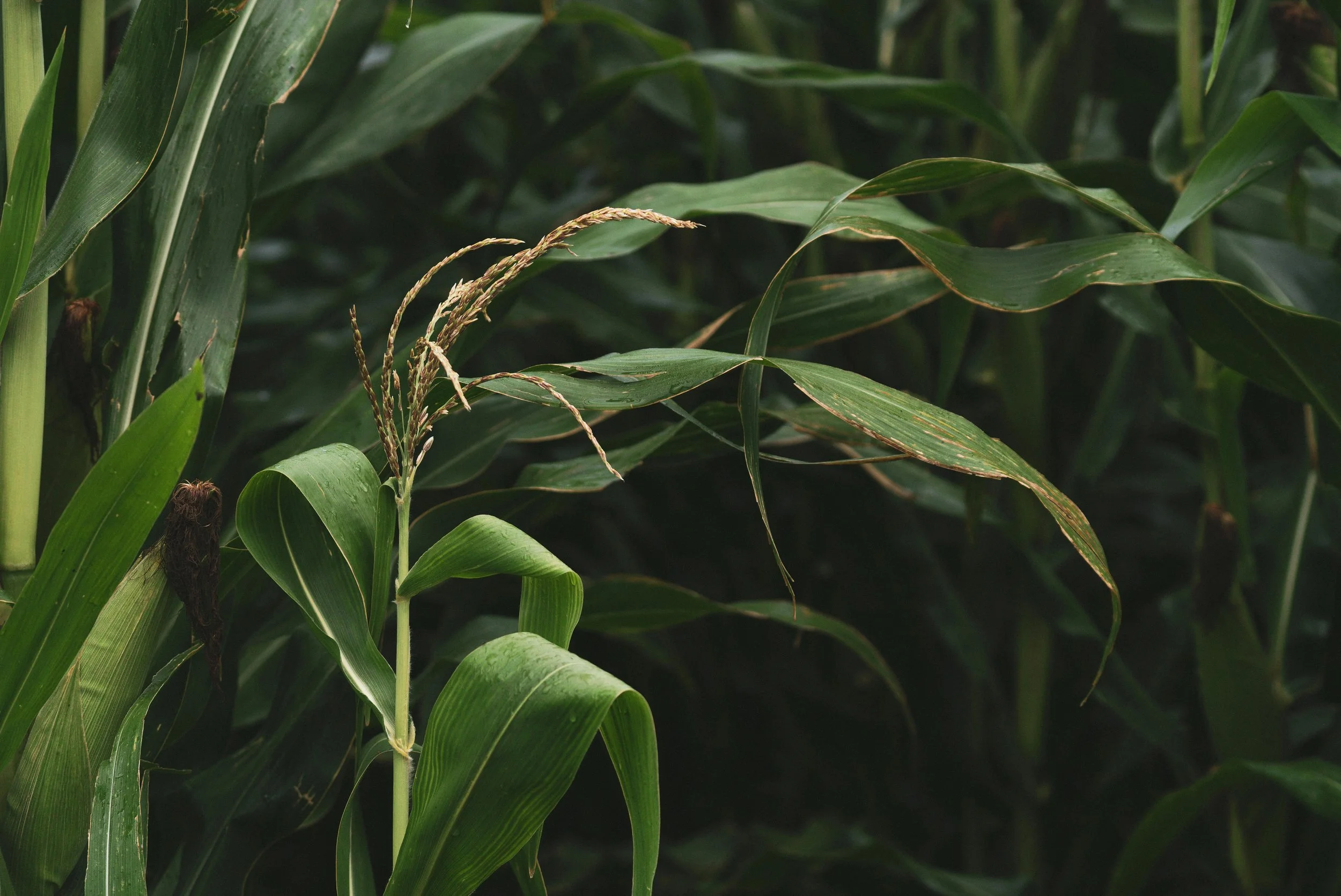 Canadian Foodgrains Bank Sharing