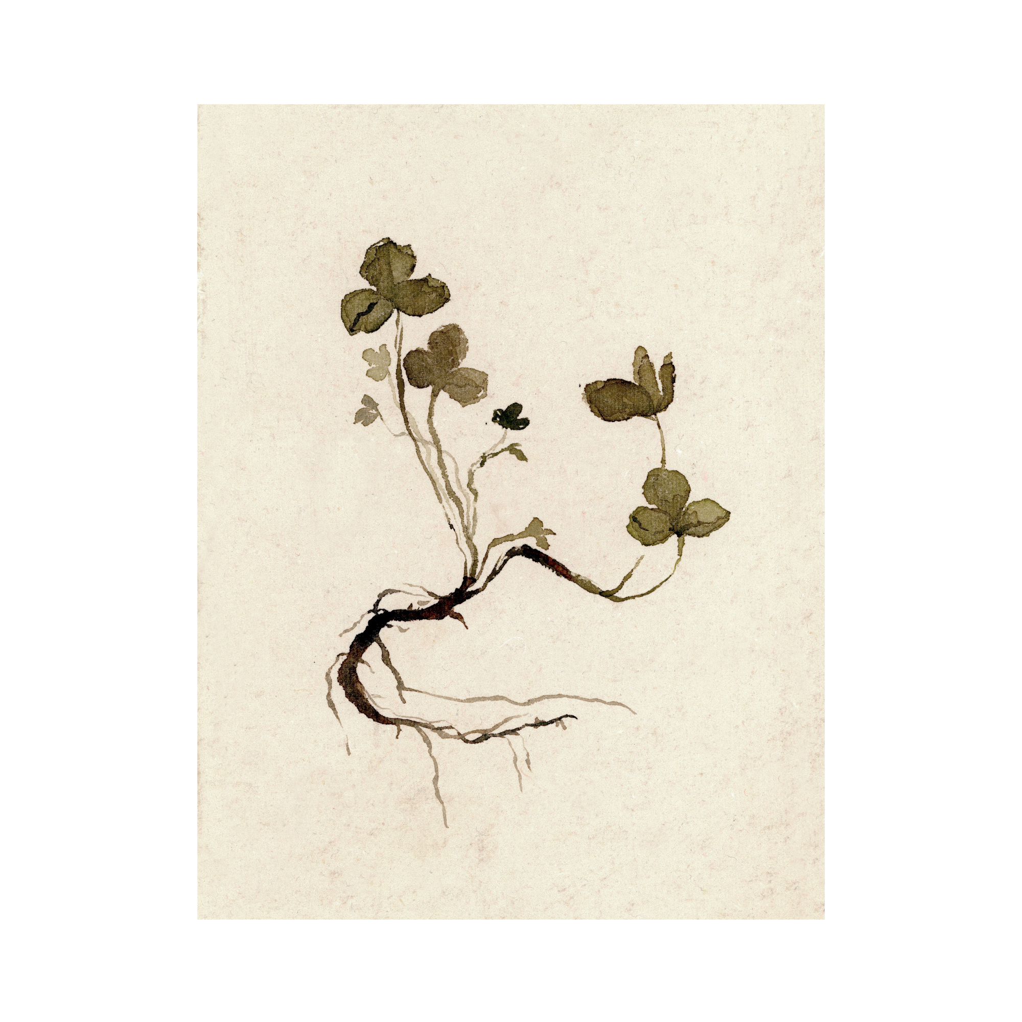 Clover study IV