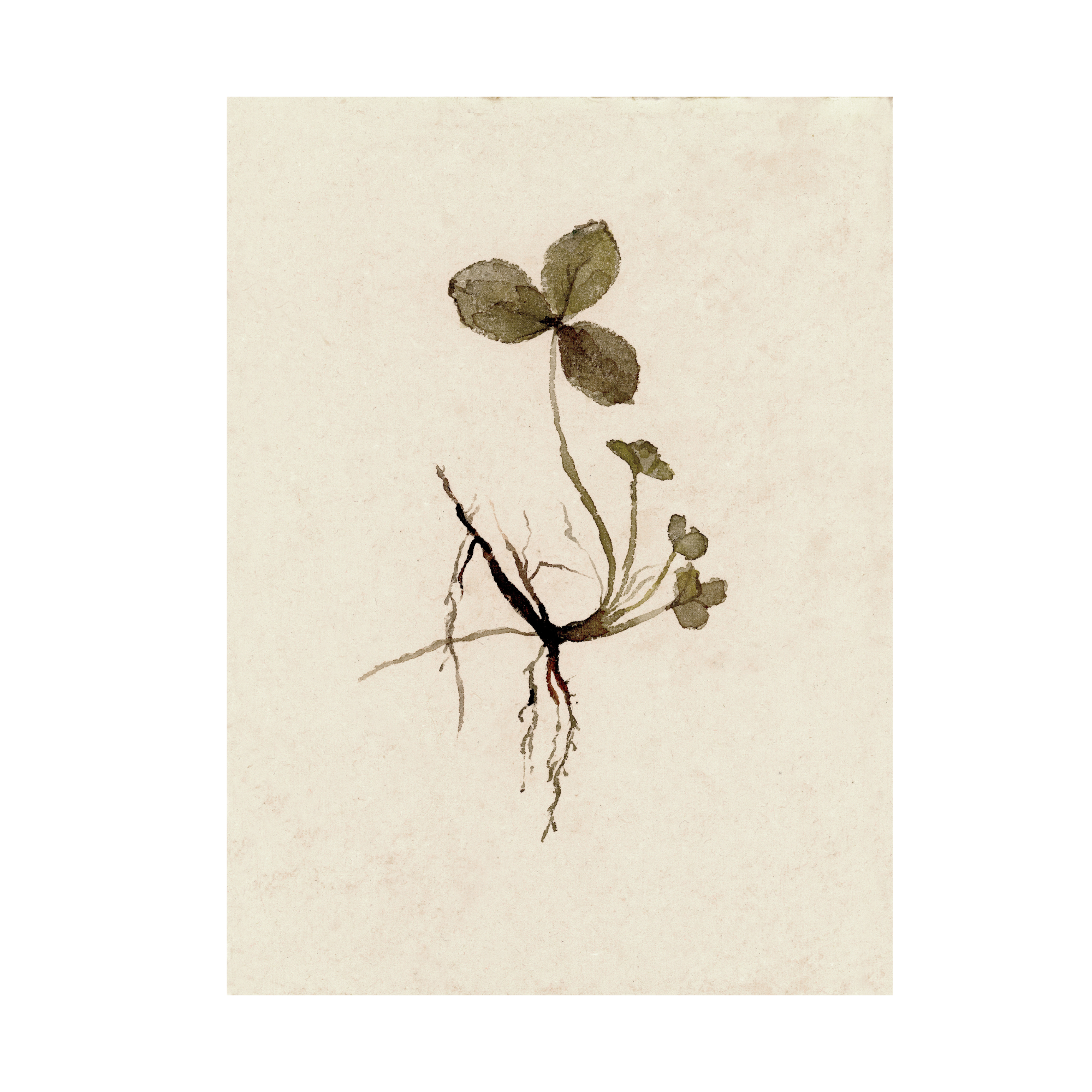 Clover study III