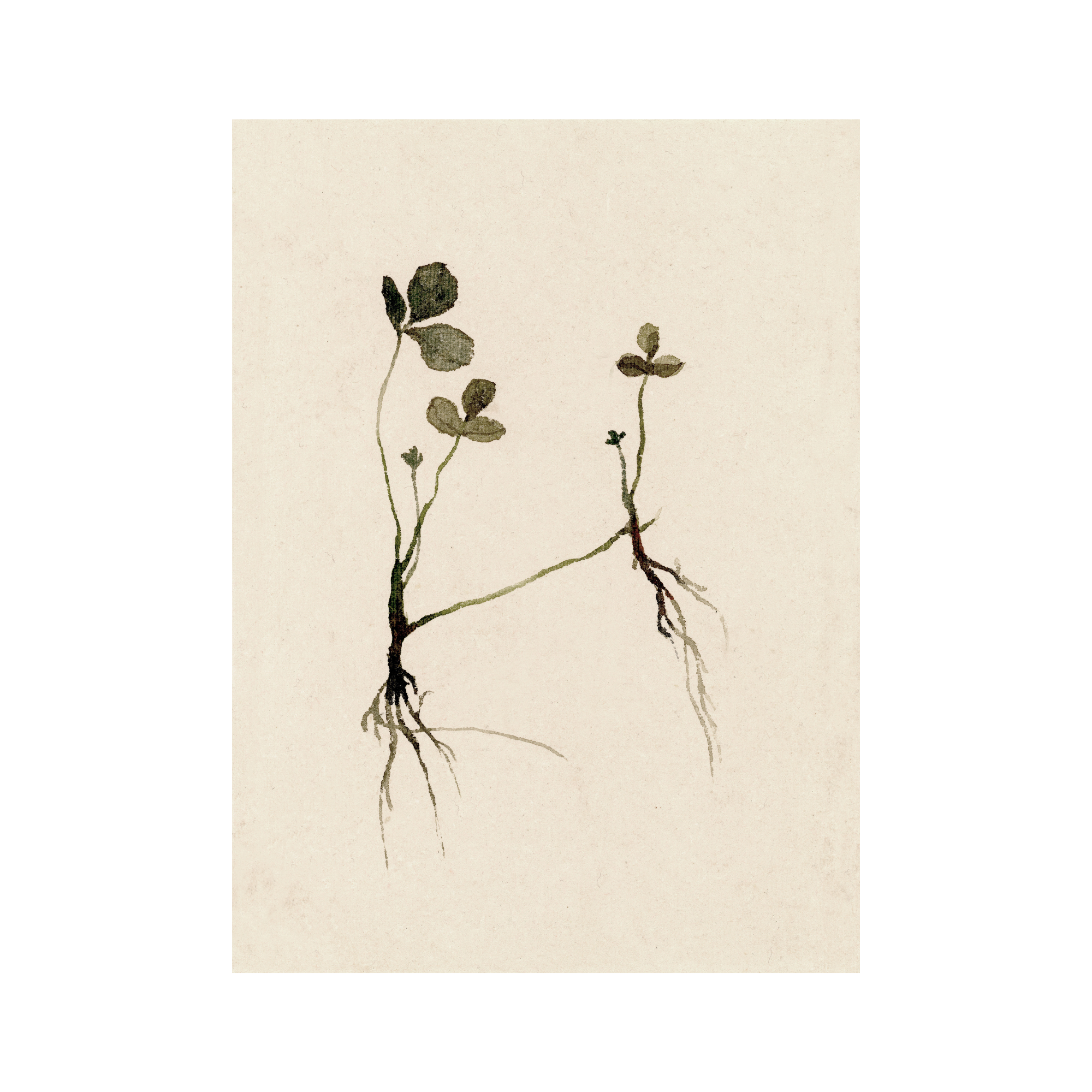 Clover study X