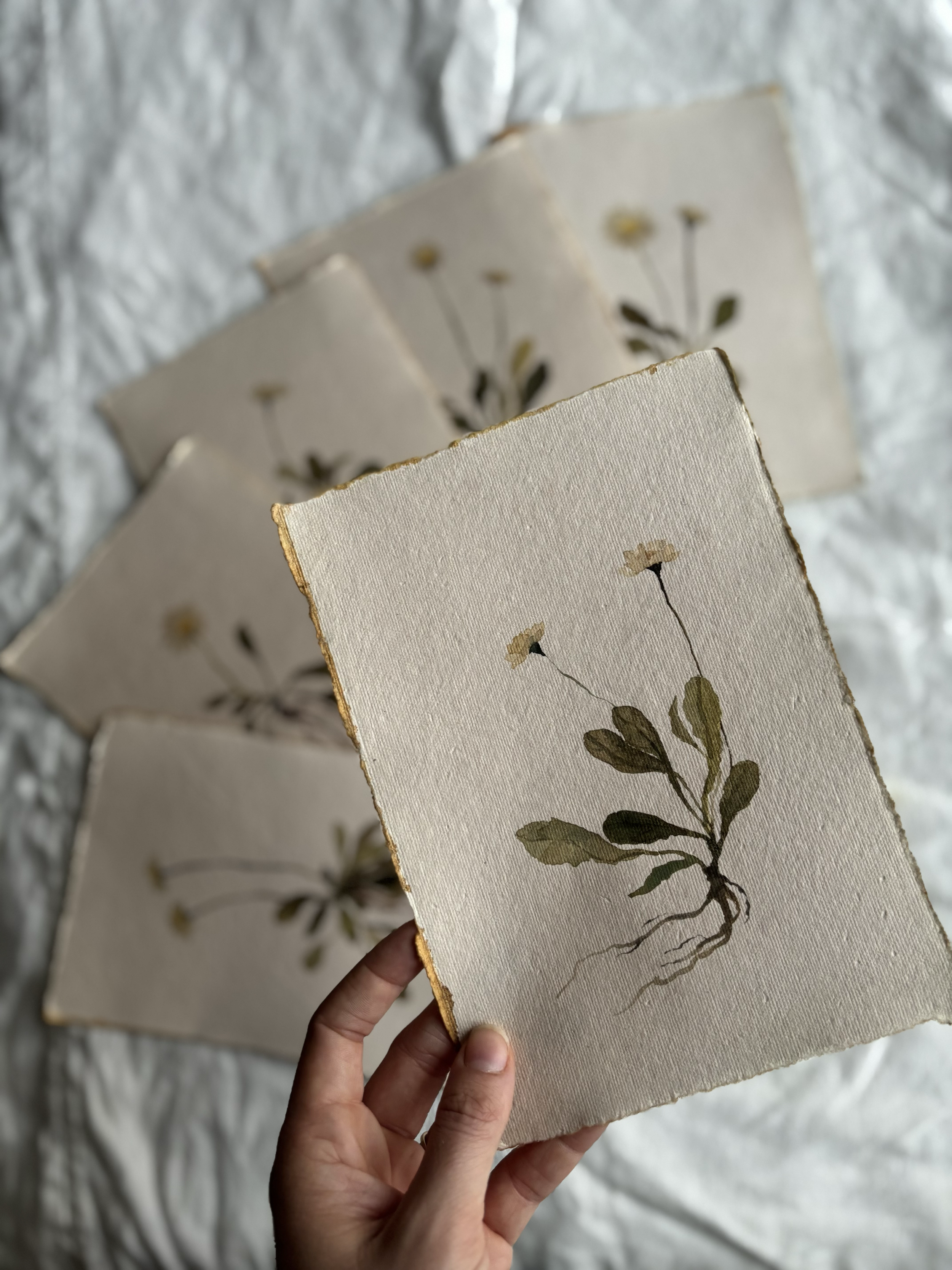 Person holding botanical paintings of daisies on handmade paper.