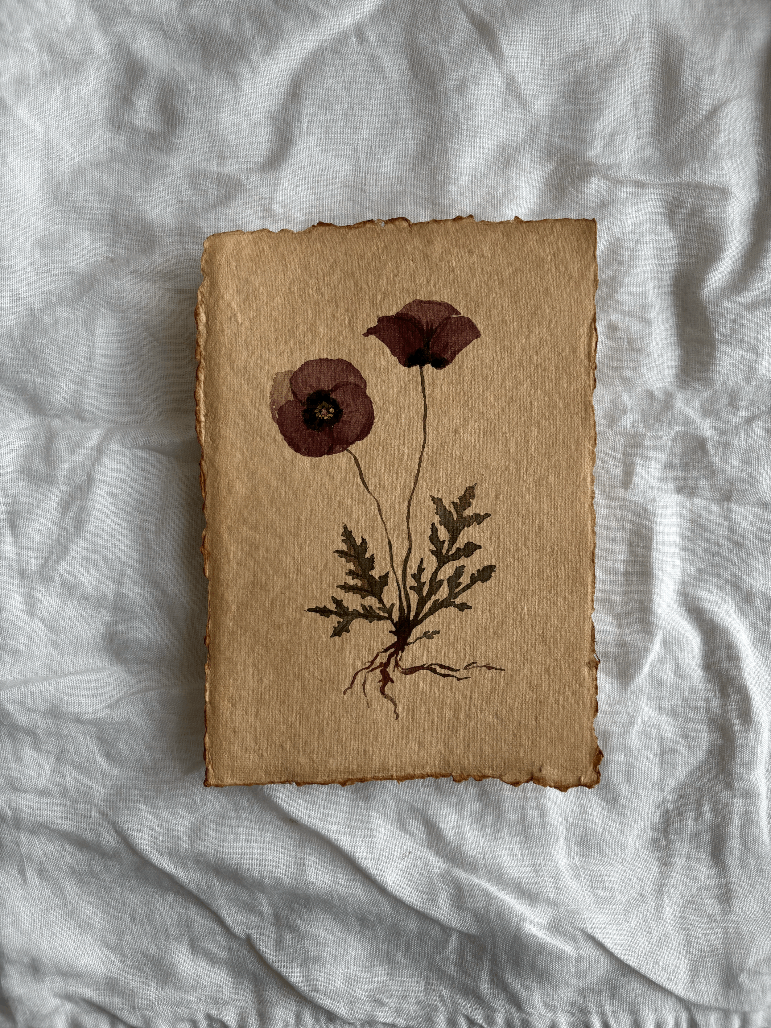 Poppies study II
