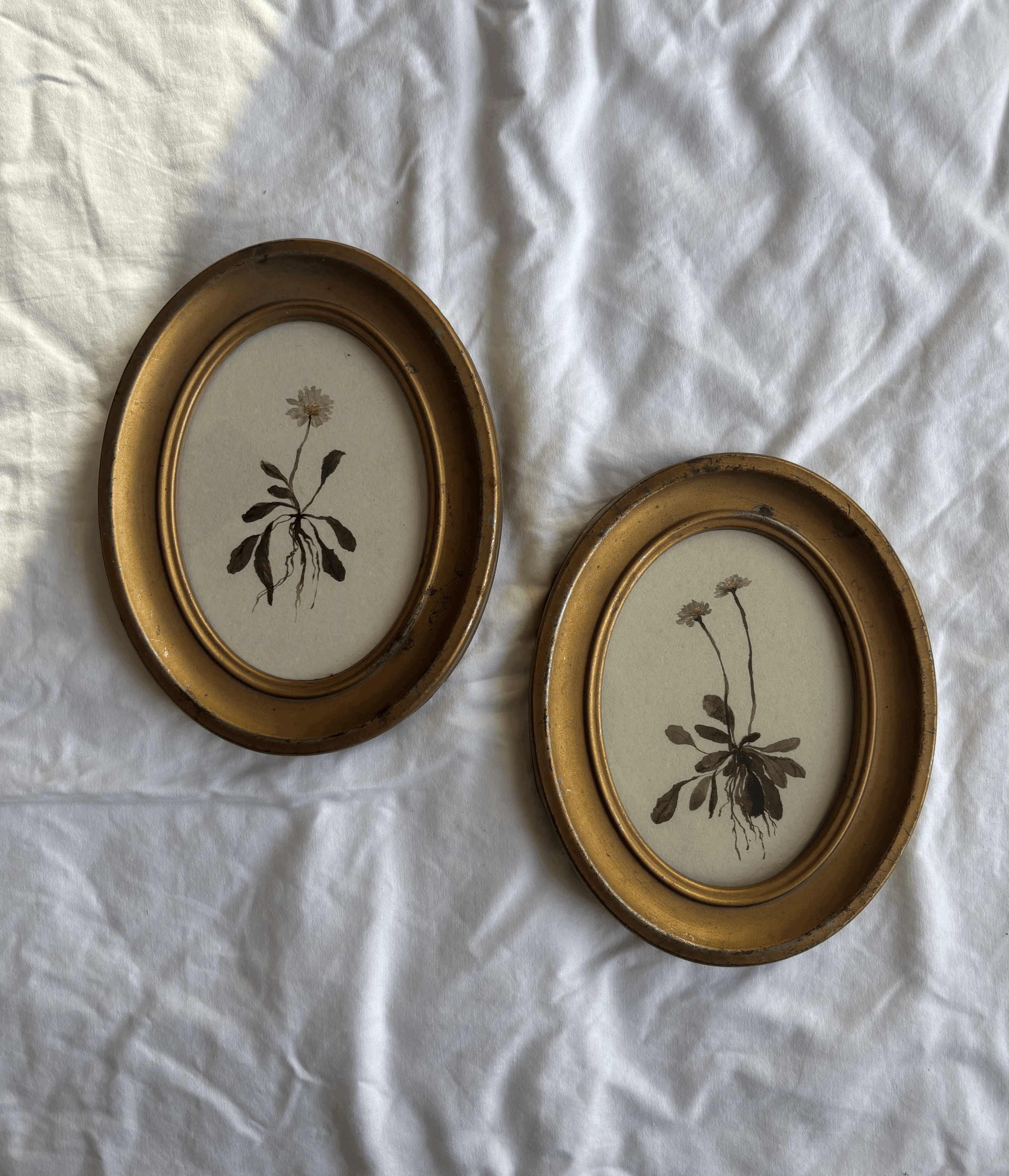 Set of daisies