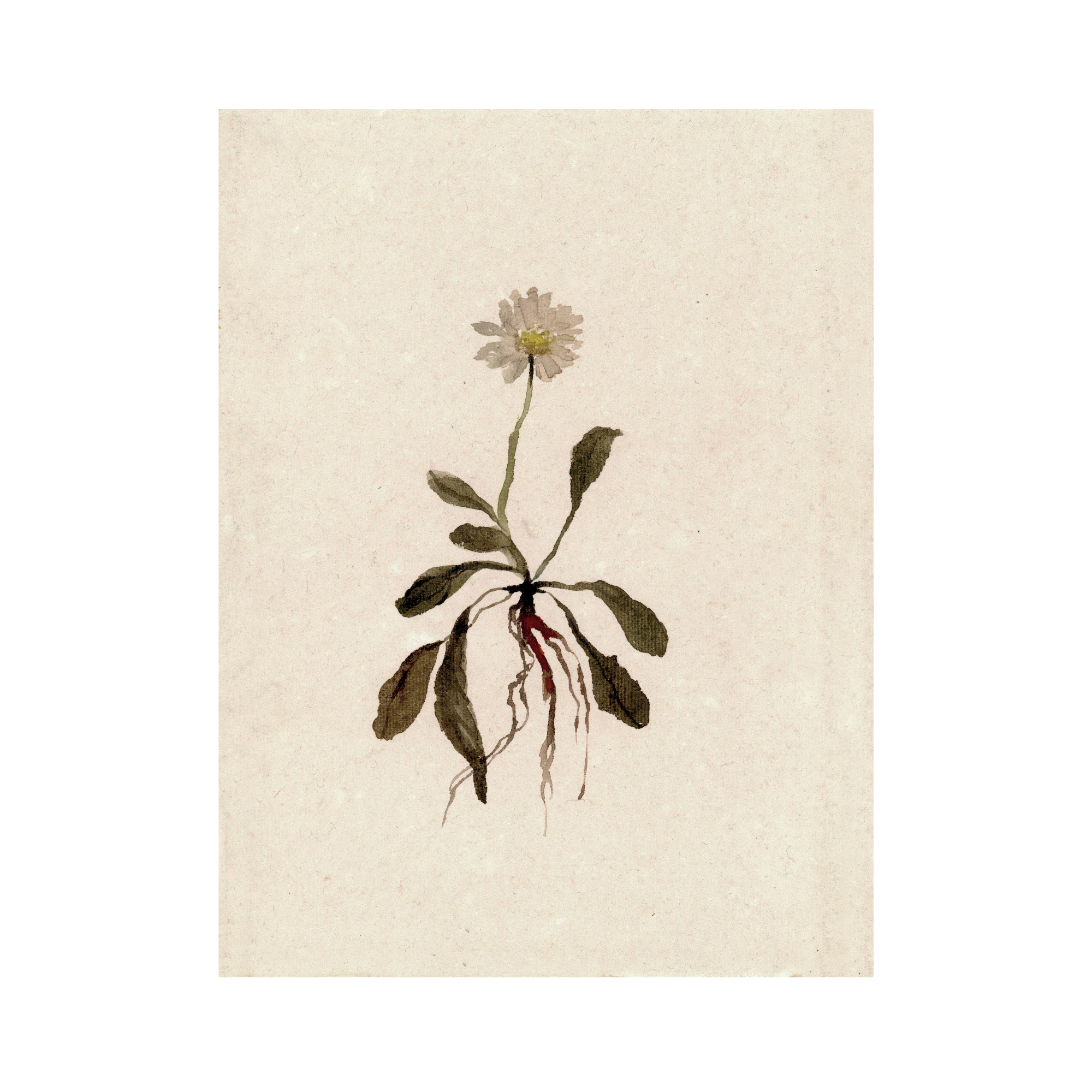 Daisy study VI