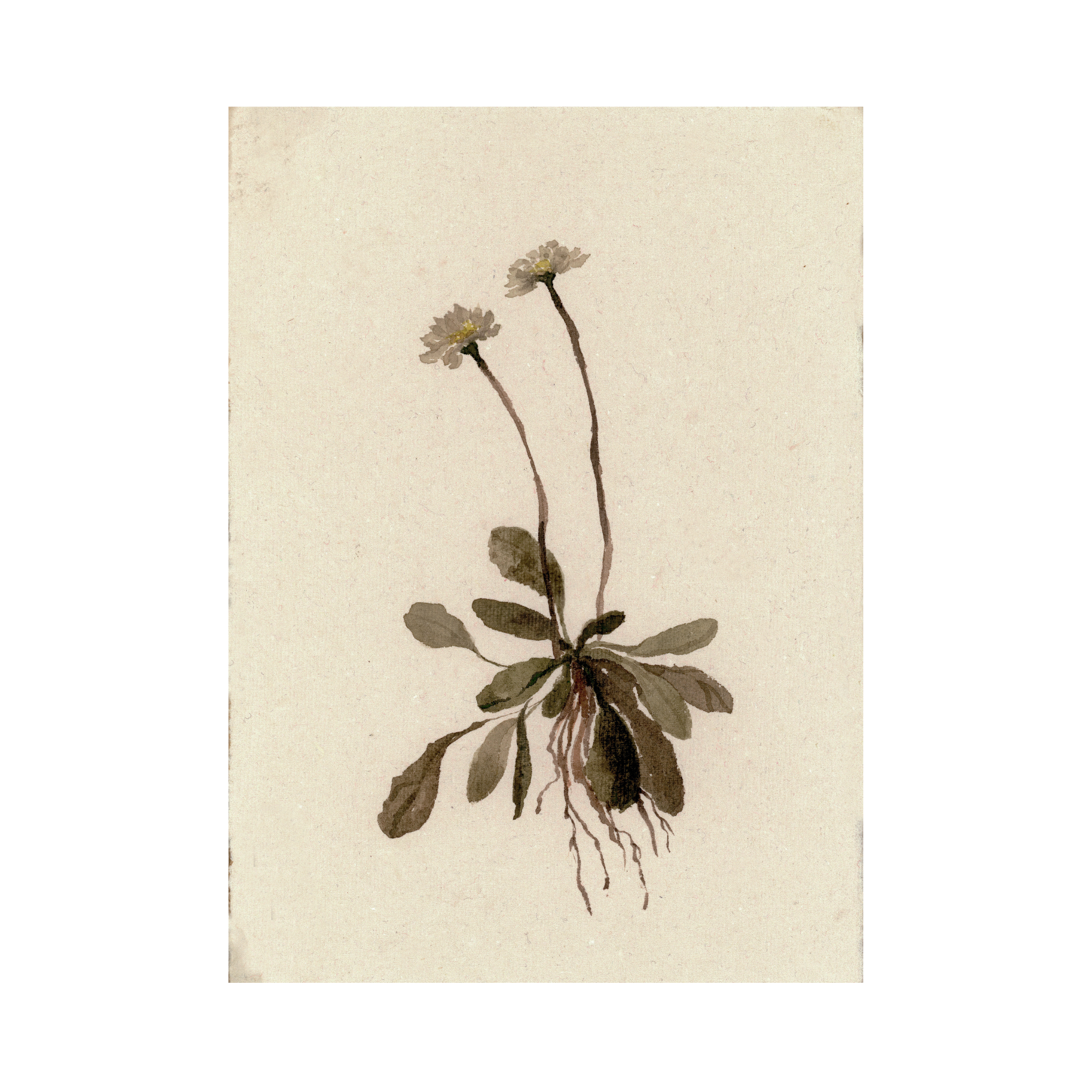 Daisy study V