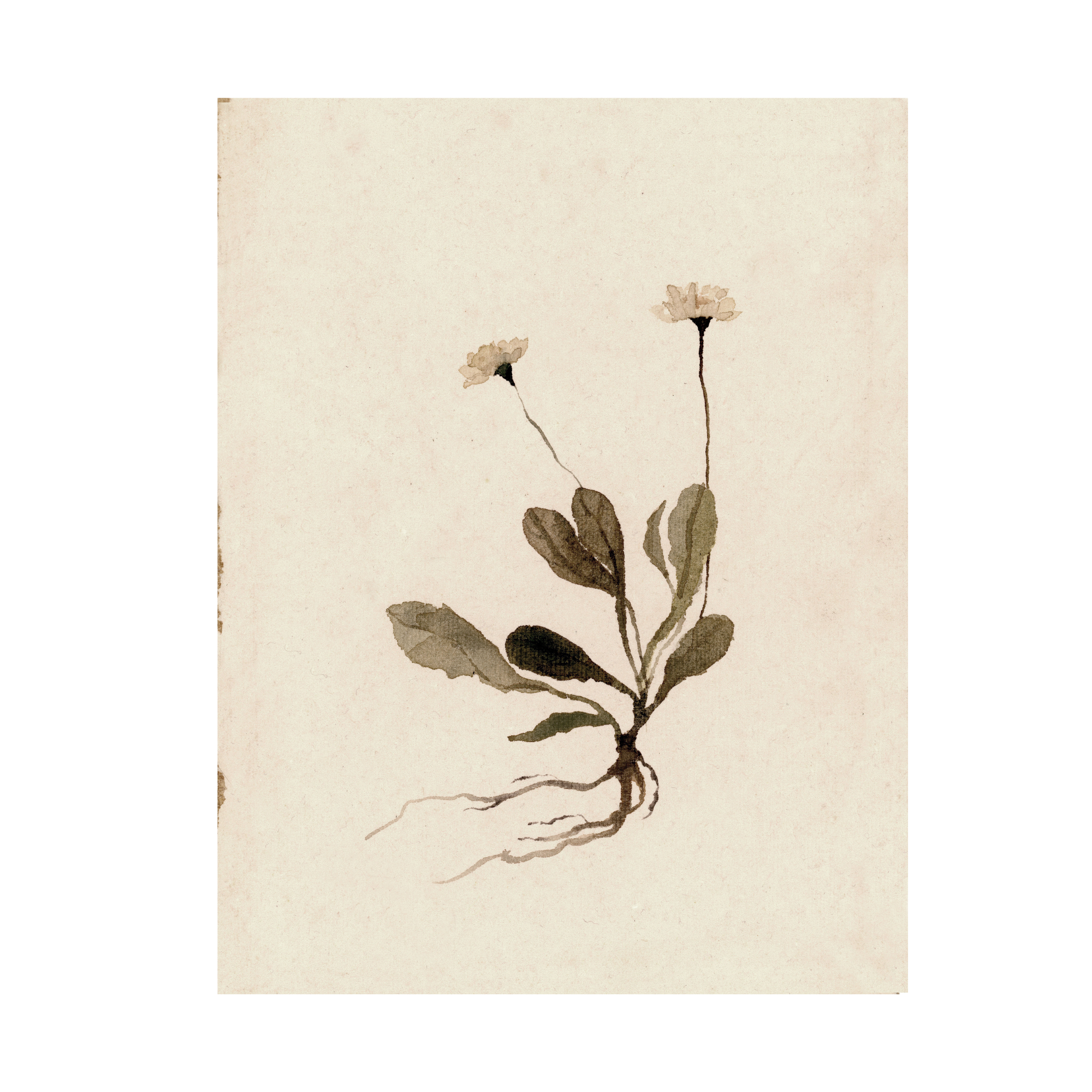 Daisy study I