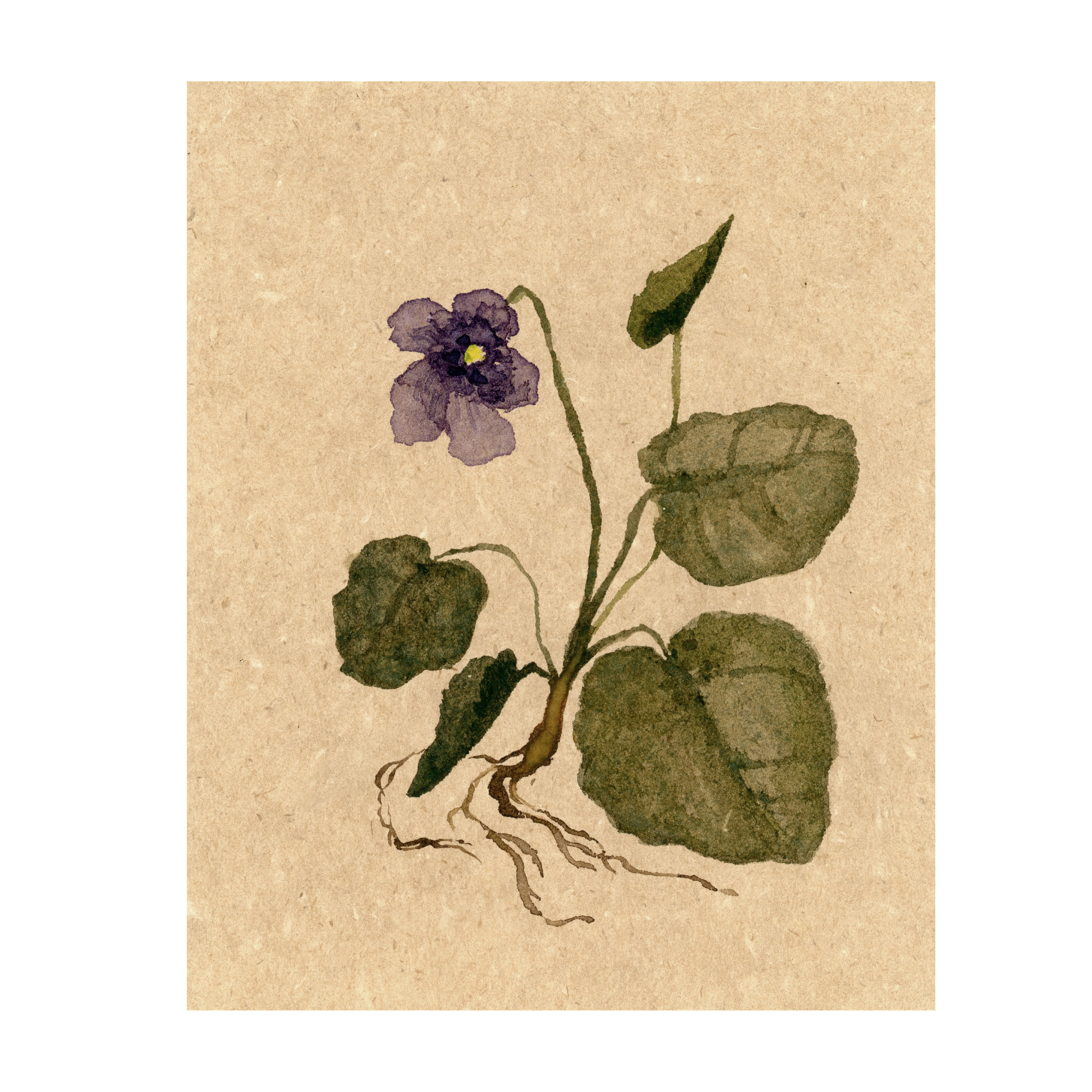 Violet study VIII
