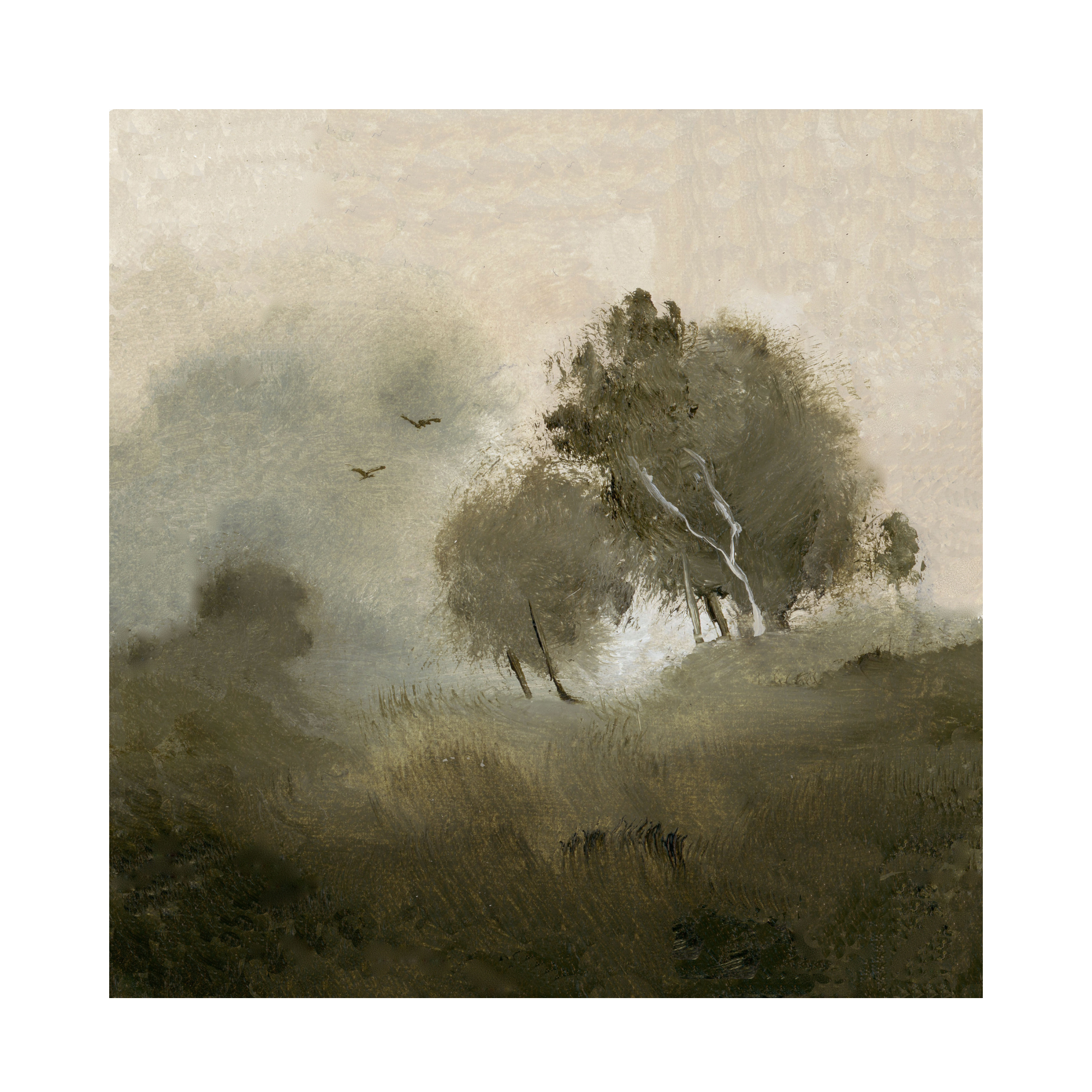 Tom’s woods