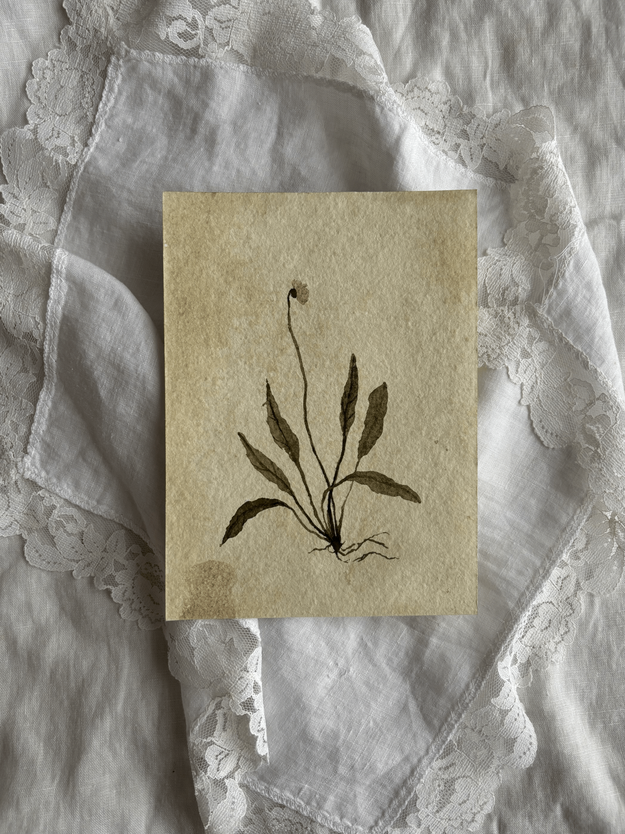 Daisy study XXII