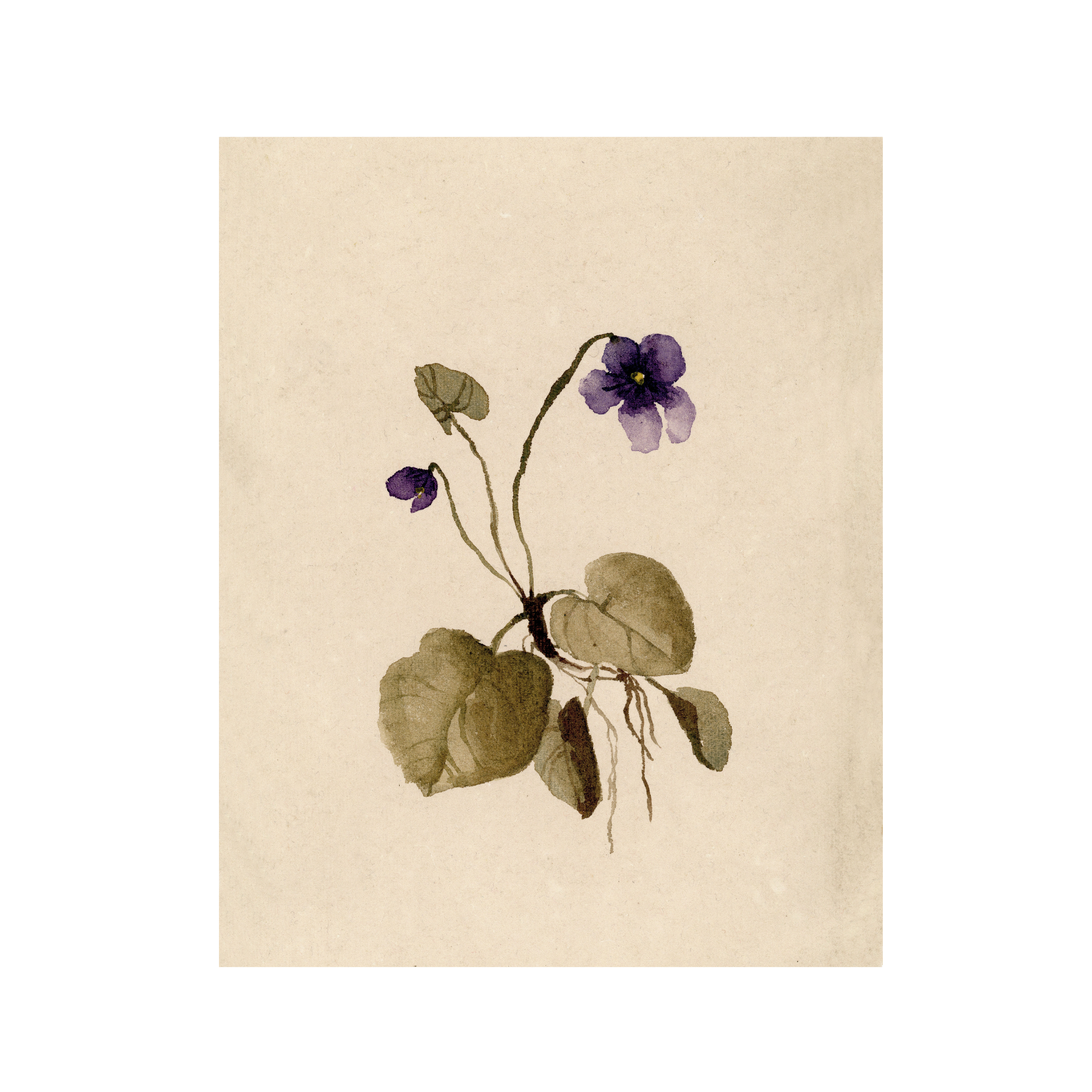 Violet study II