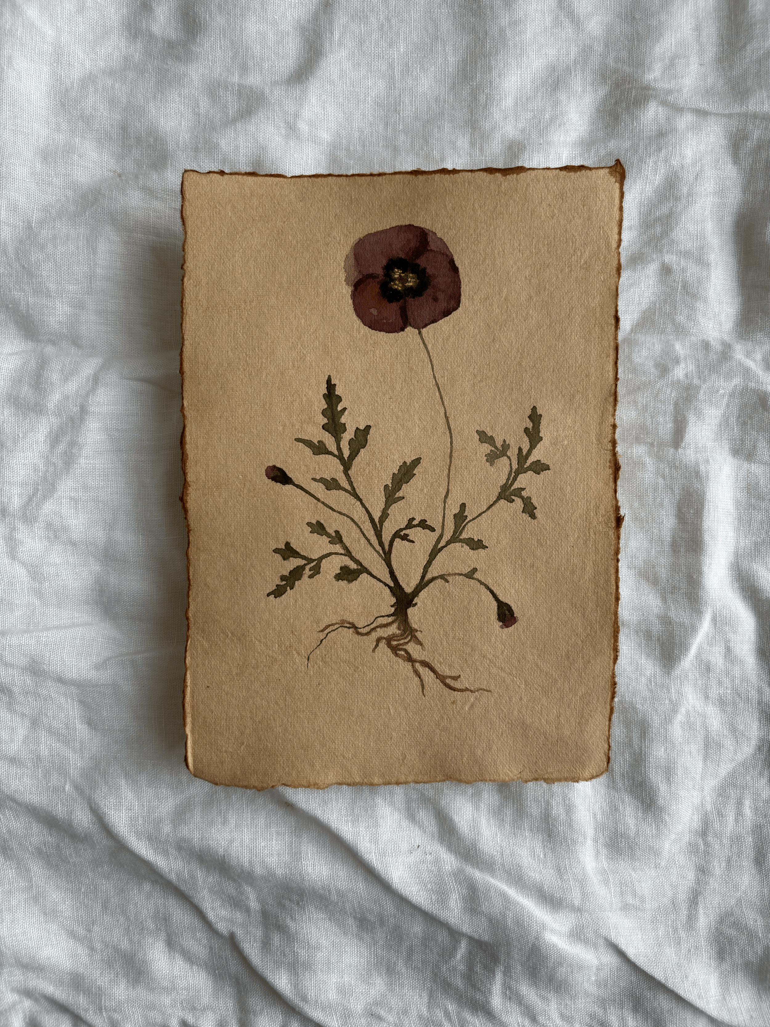 Poppies study III
