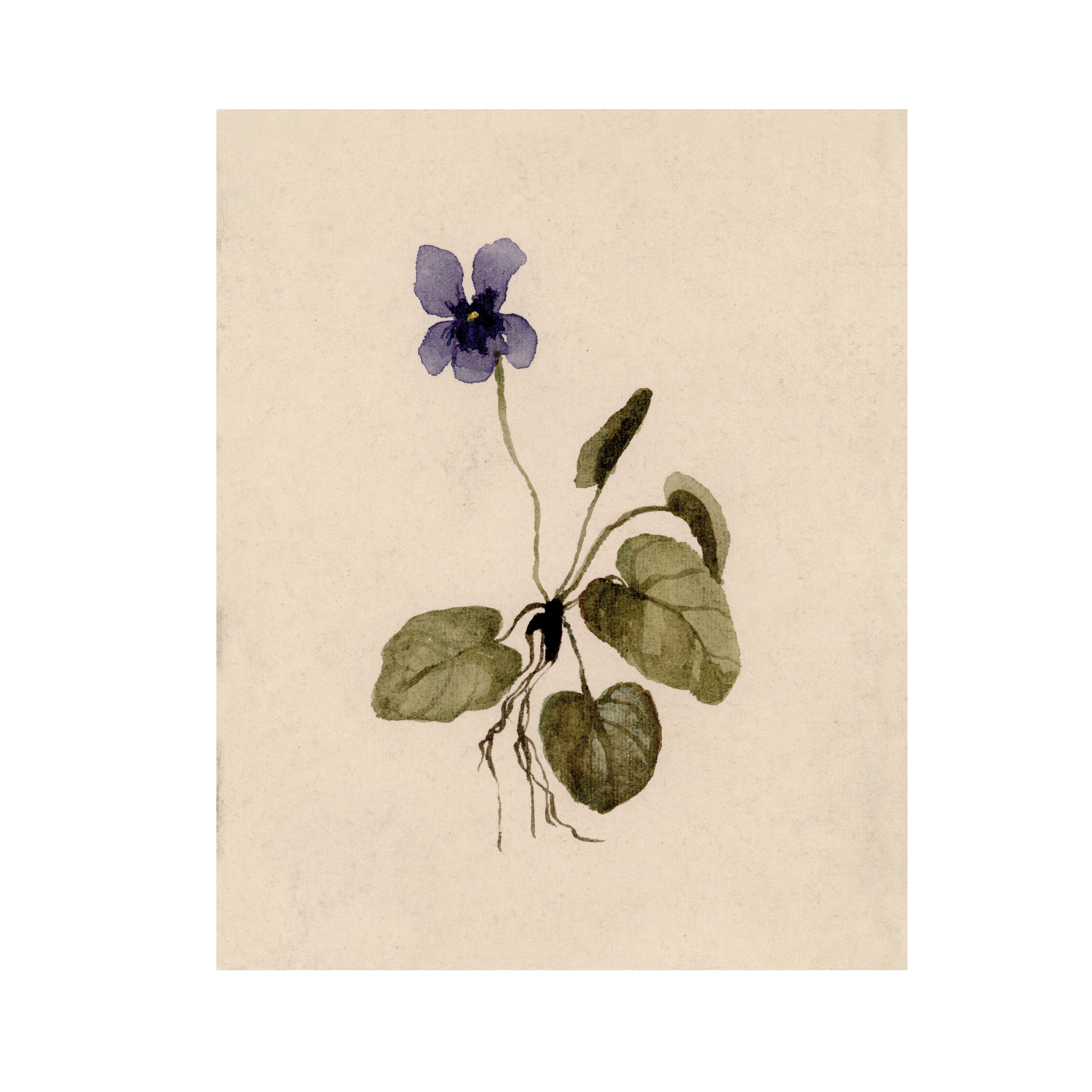 Violet study I