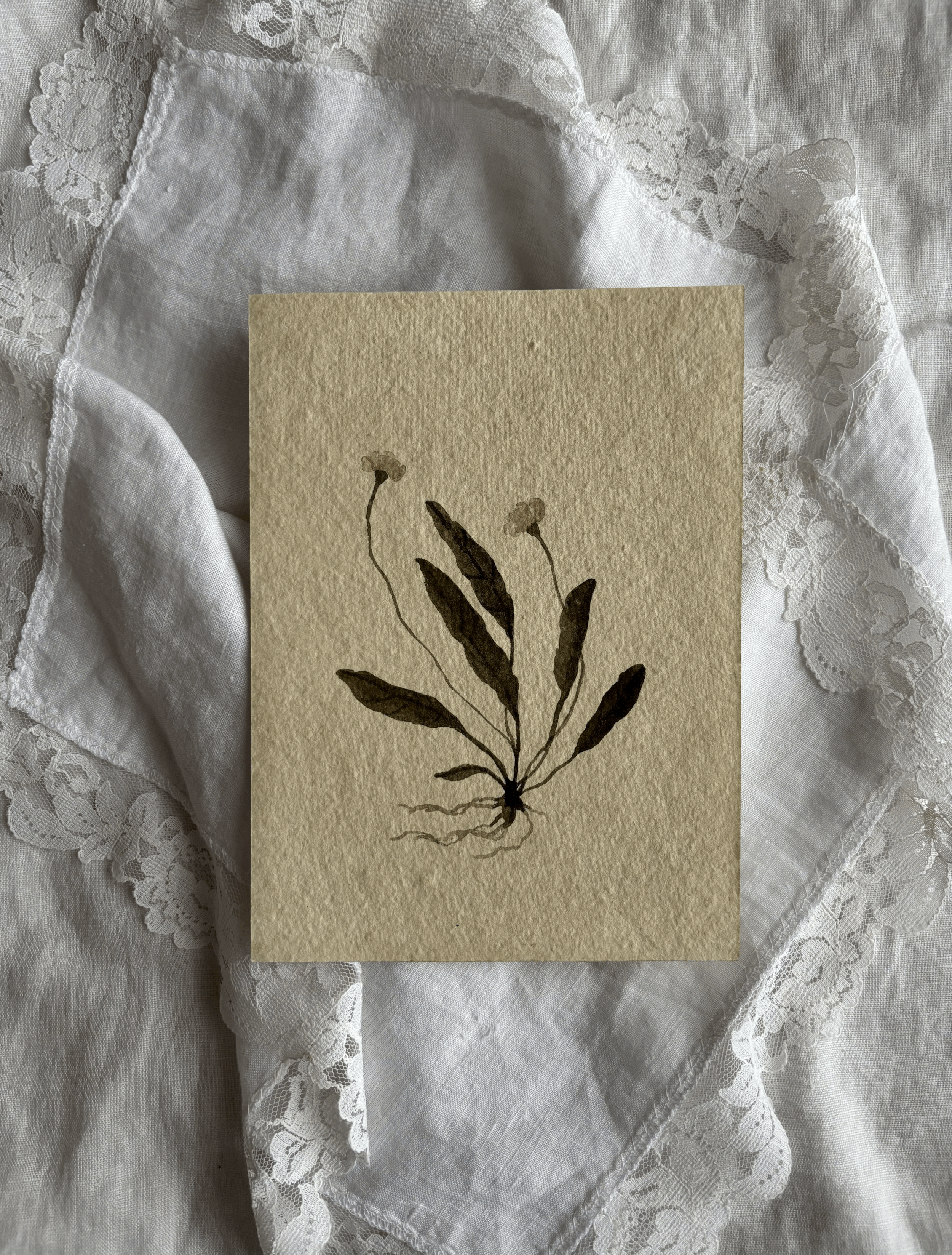 Daisy study XXI