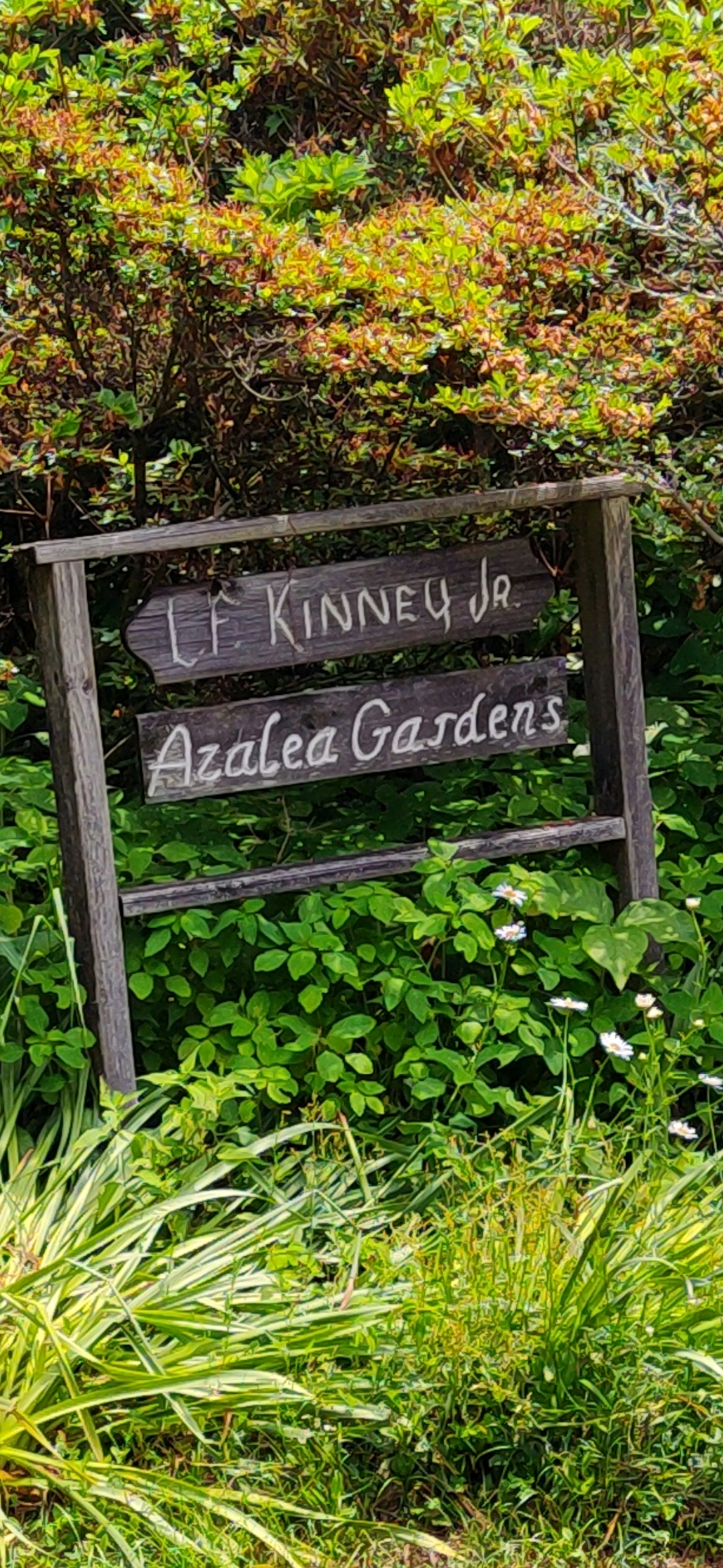 The Kinney Azalea Gardens