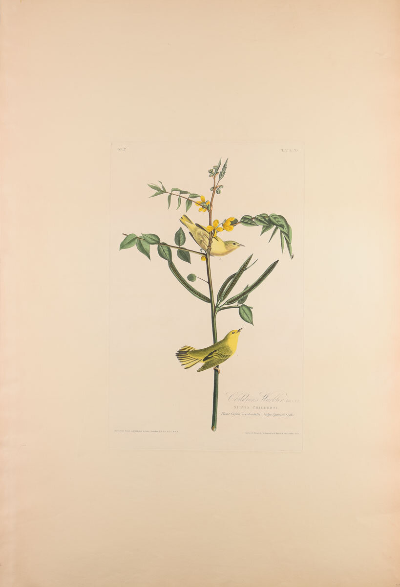 Plate 35-Children's Warbler