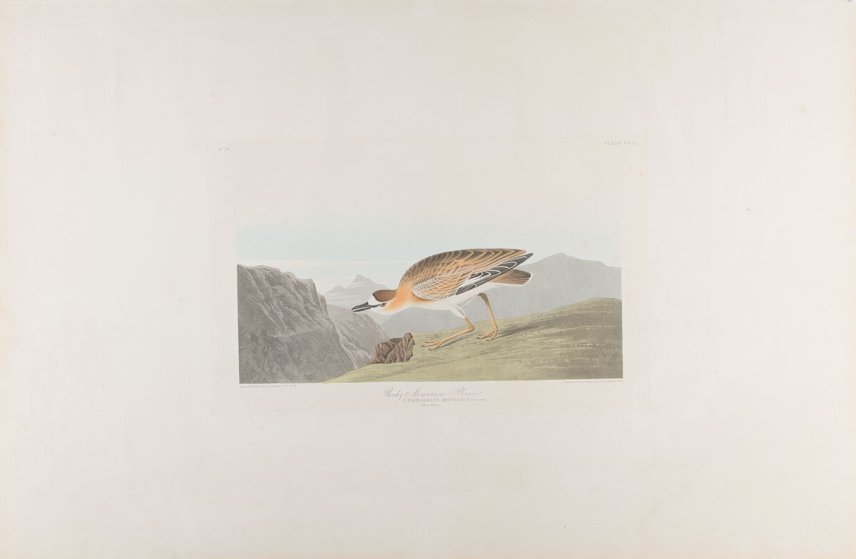 Plate 350-Rocky Mountain Plover