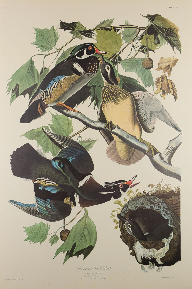 Plate 206-Summer or Wood Duck