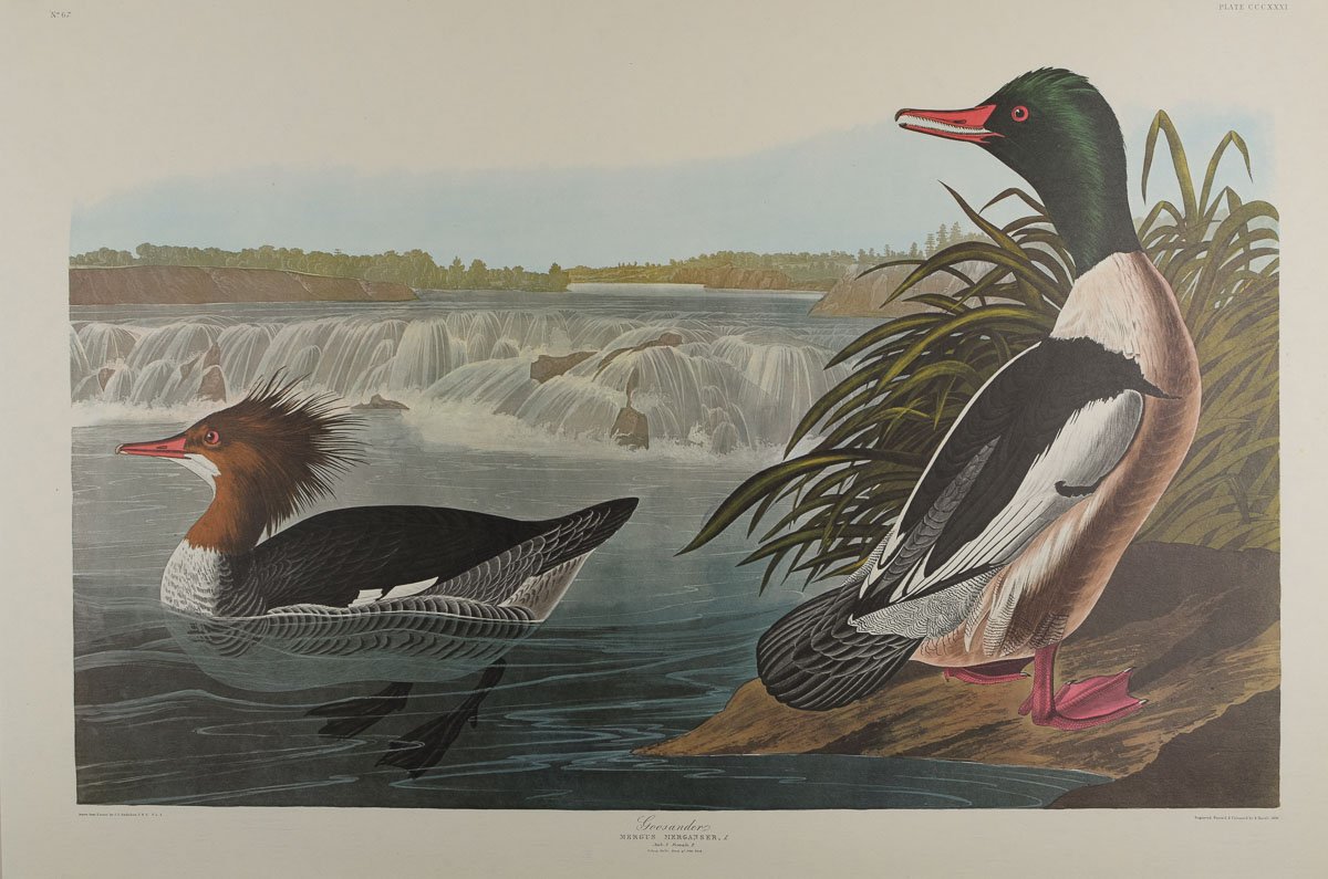 331_Goosander.jpg