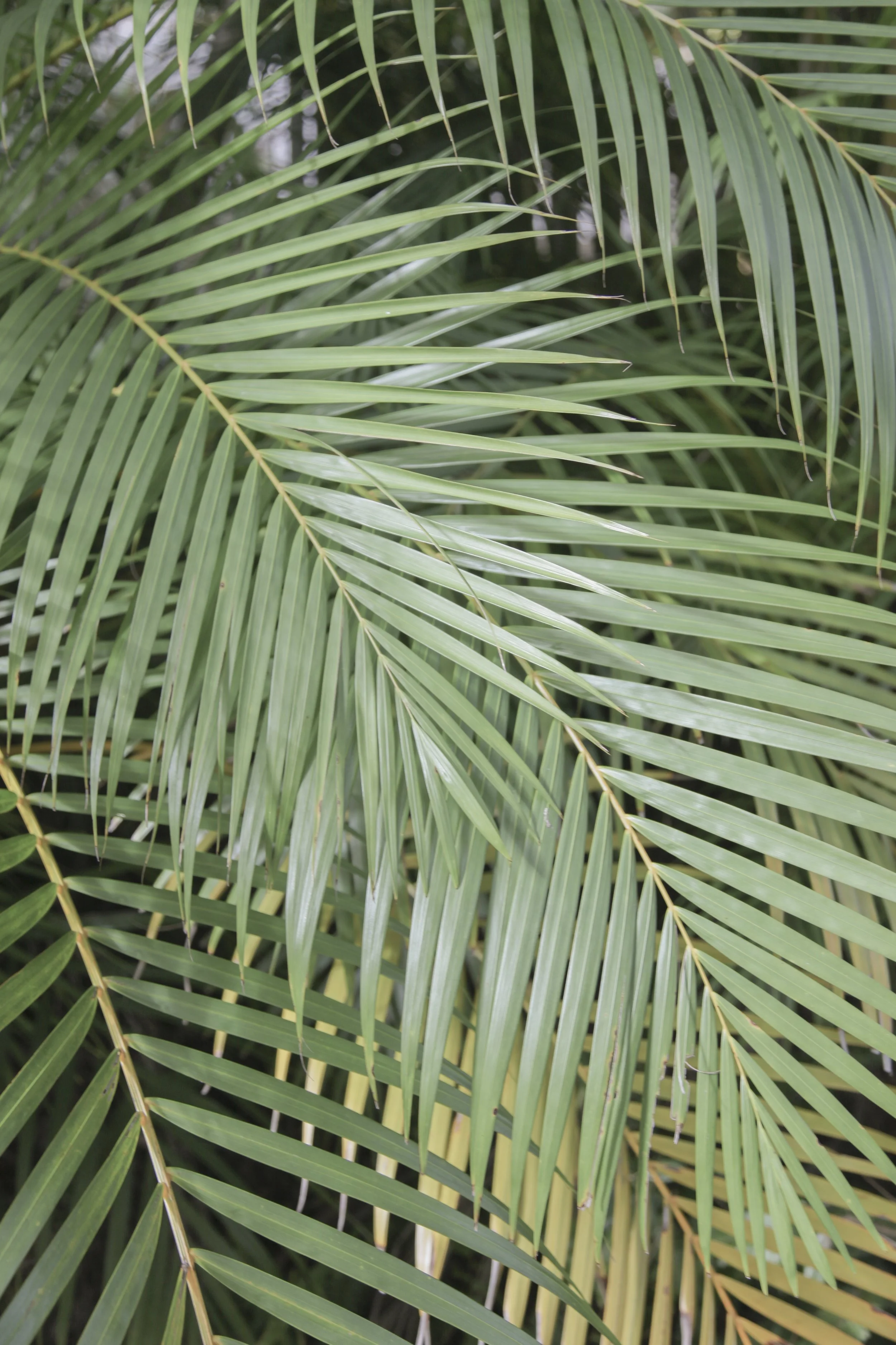 palm leaf 2.JPG