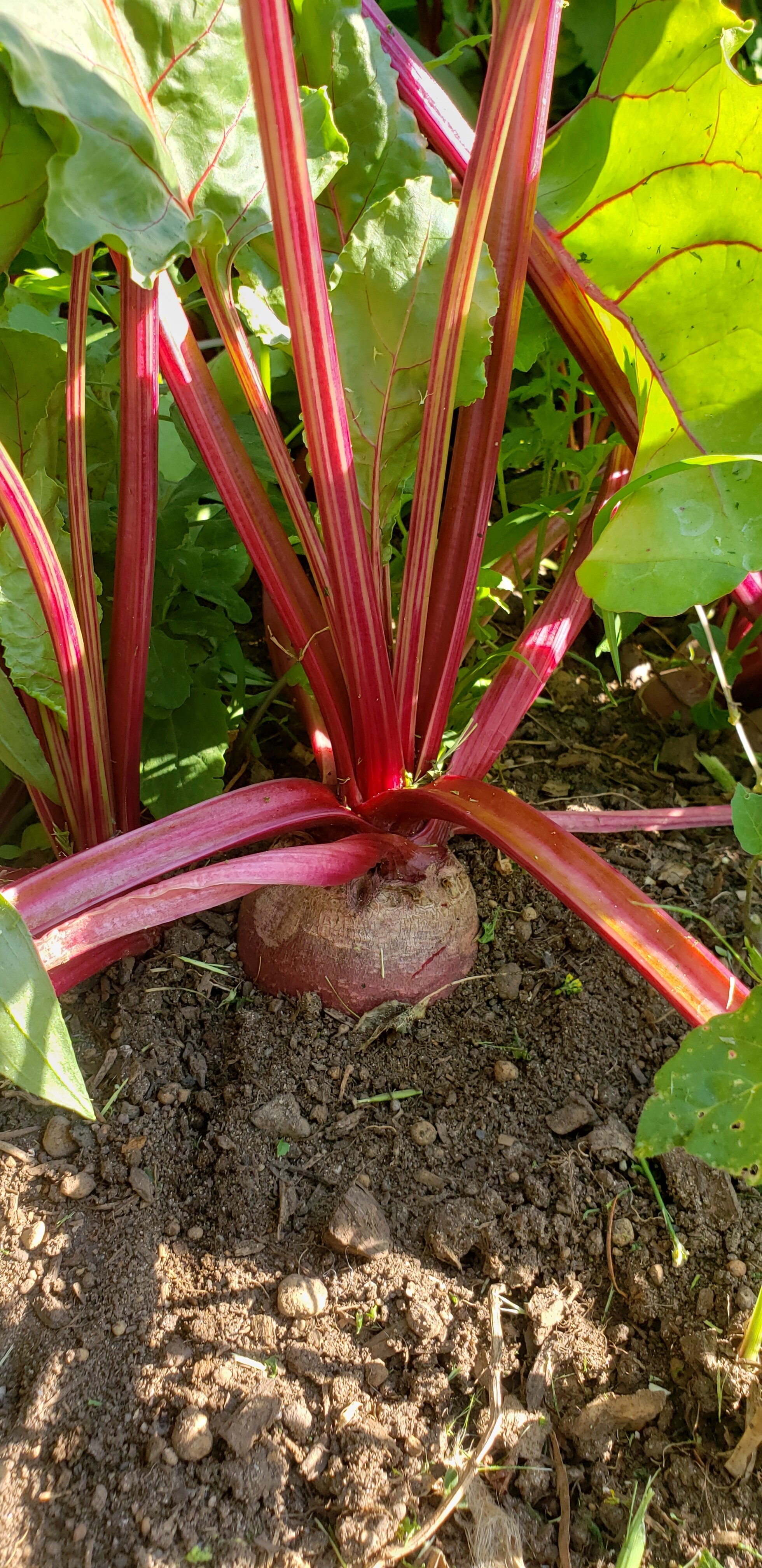 EB Daniel farm - 20210629_175416.jpg