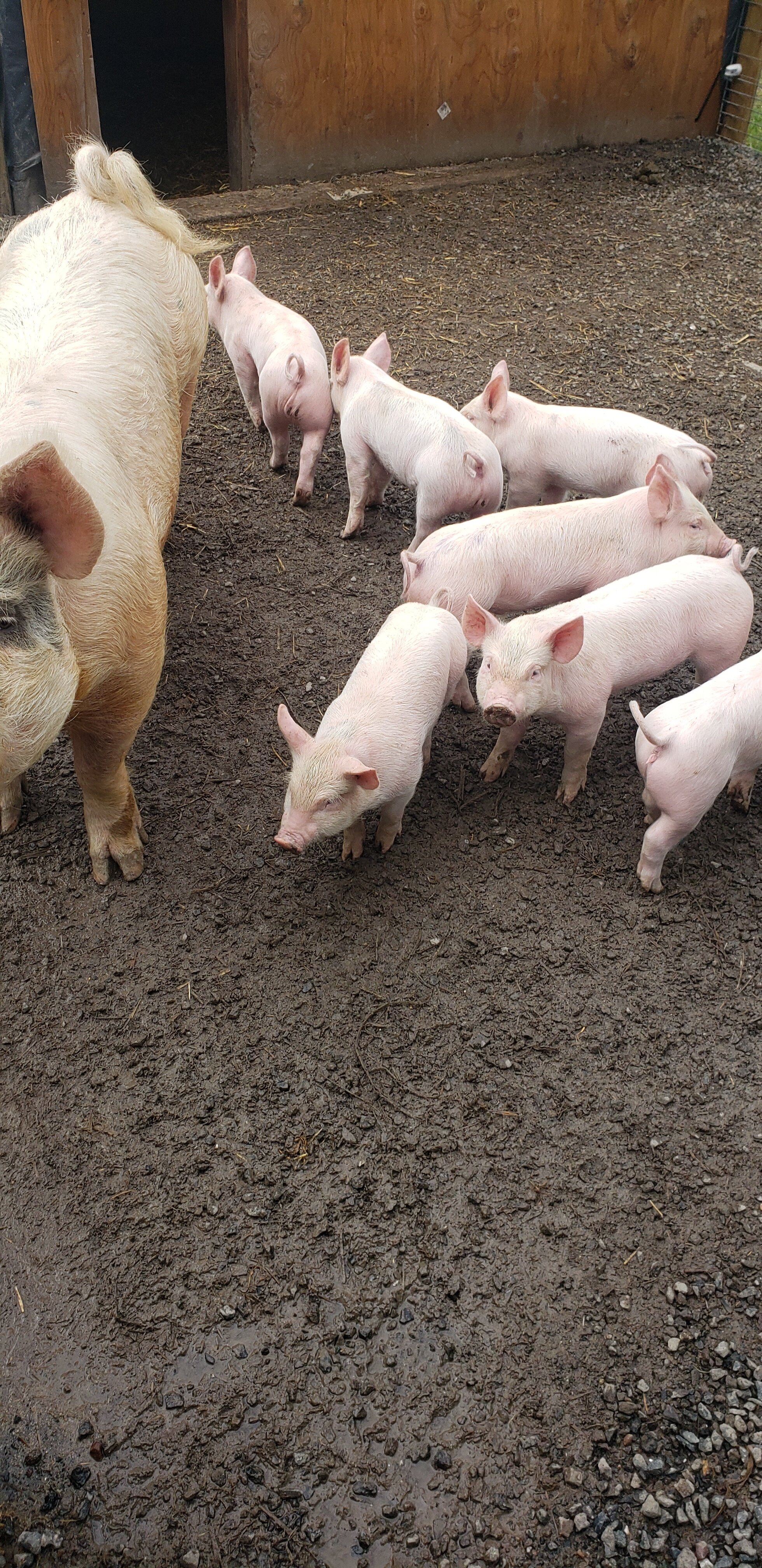 EB Daniel farm - 20210228_133543.jpg