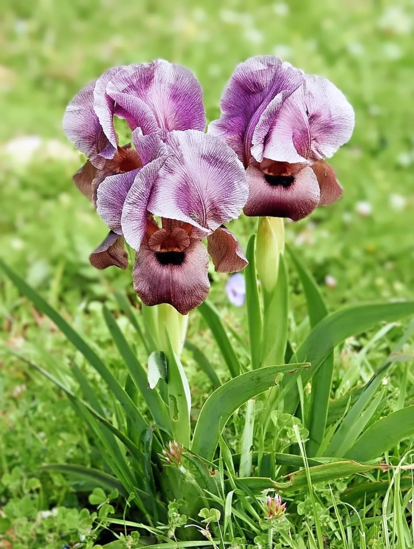 The Gilboa Iris is a rare wildflower known for its deep purples, silky petals, and sculptural form. 

Fleeting in its bloom yet unforgettable in its presence&mdash;mysterious and captivating.

#GilboaIris #WildflowerBeauty #FloralInspiration #NatureL
