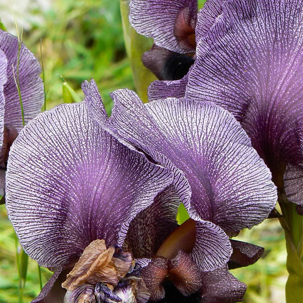 1024px-Gilboa_Iris_(441210617).jpg