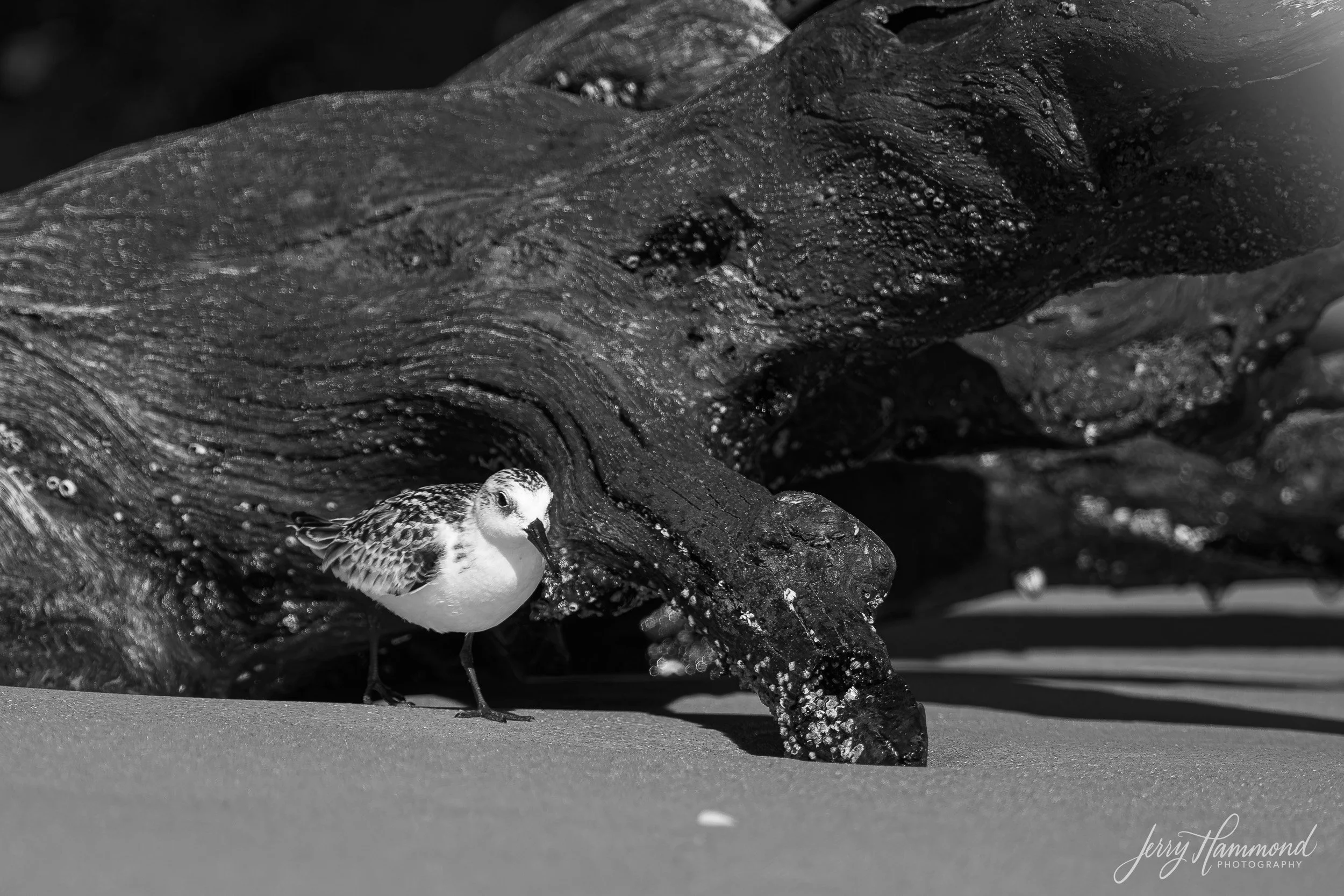 20260925 Folly Beach 02120.jpg