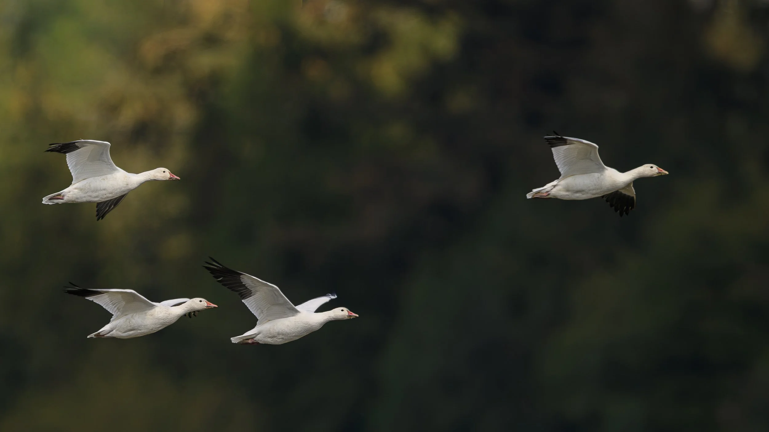 20261010 Skagit Birds 04877.jpg