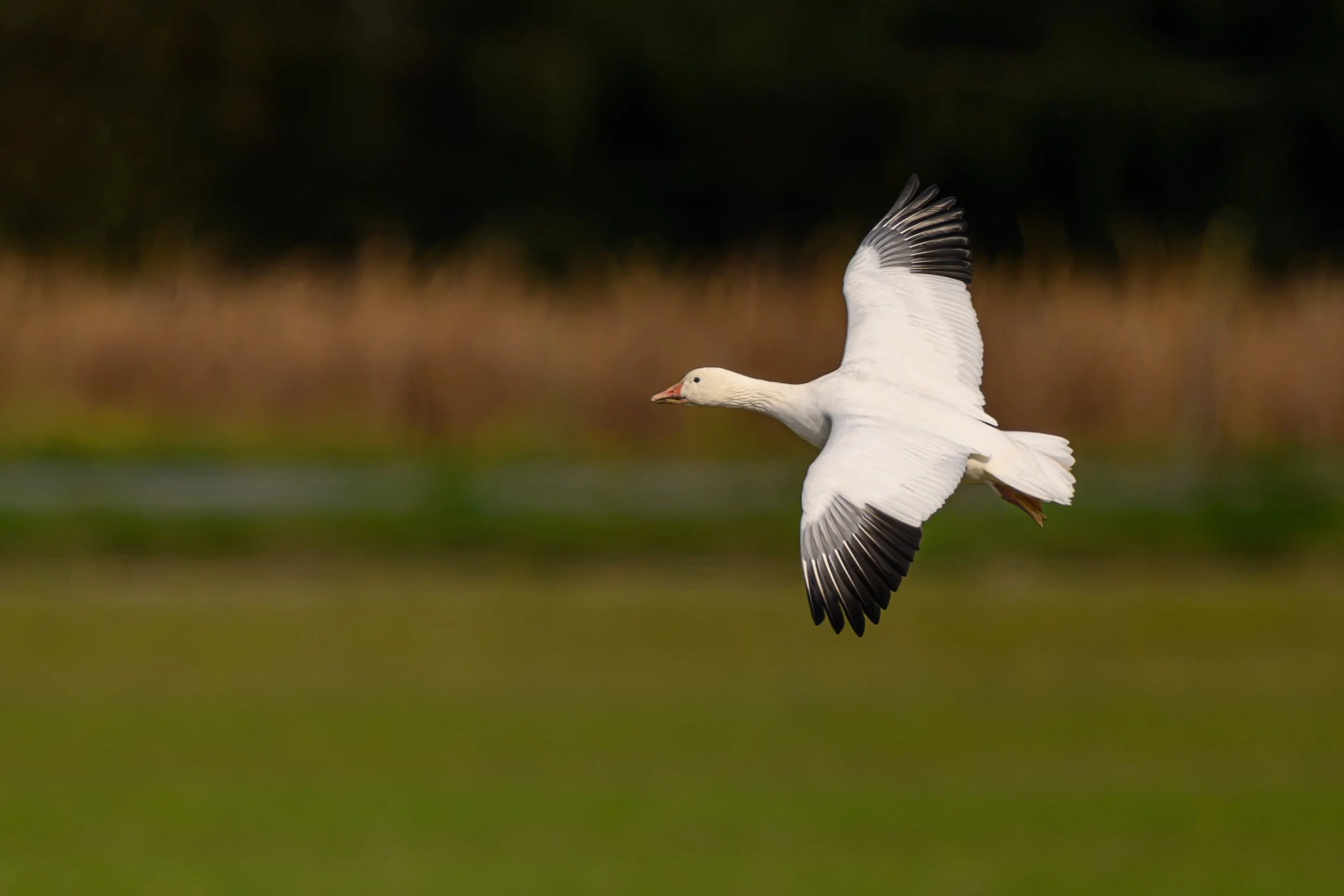 20261010 Skagit Birds 04518.jpg